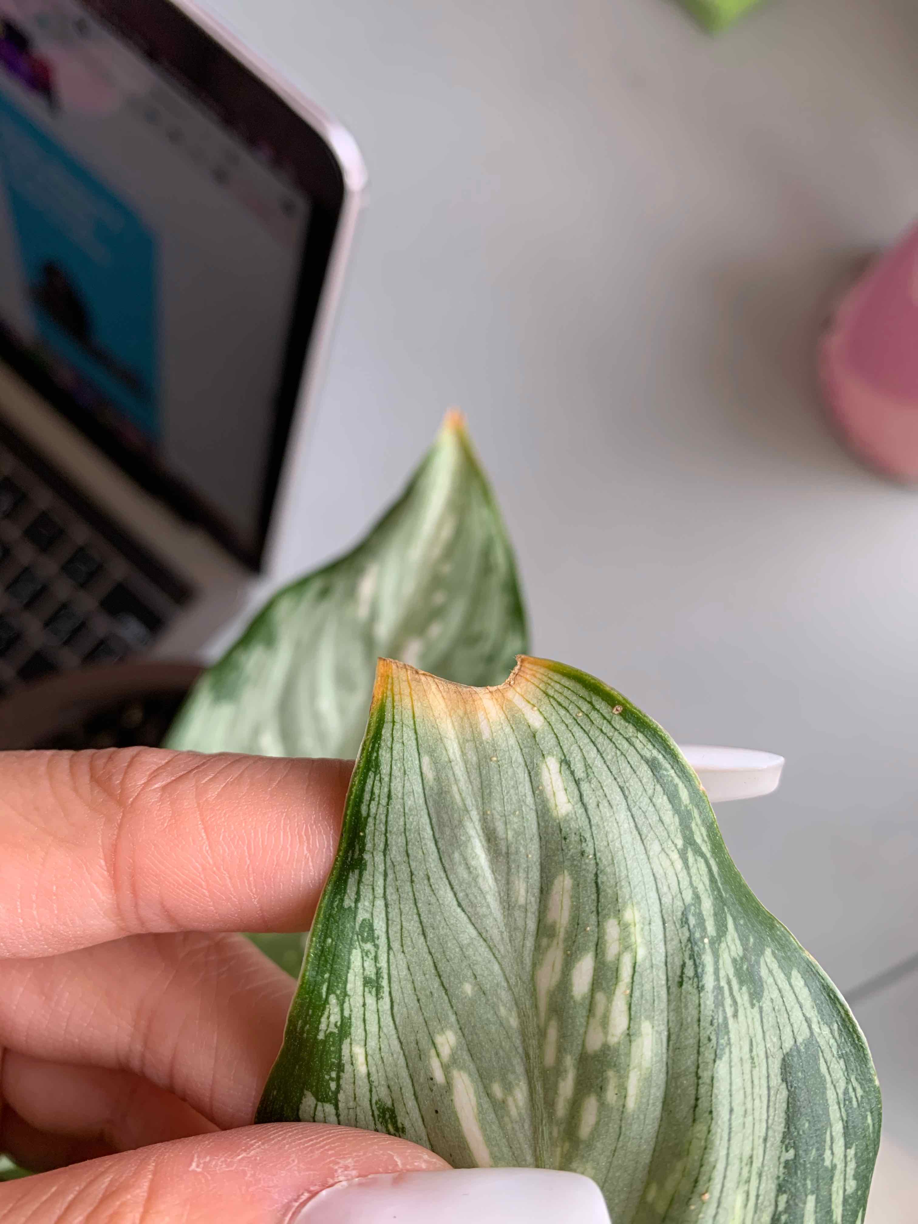 Close-up of a Dumb Cane 'Tiki' leaf with browning at the tip, held by a hand.