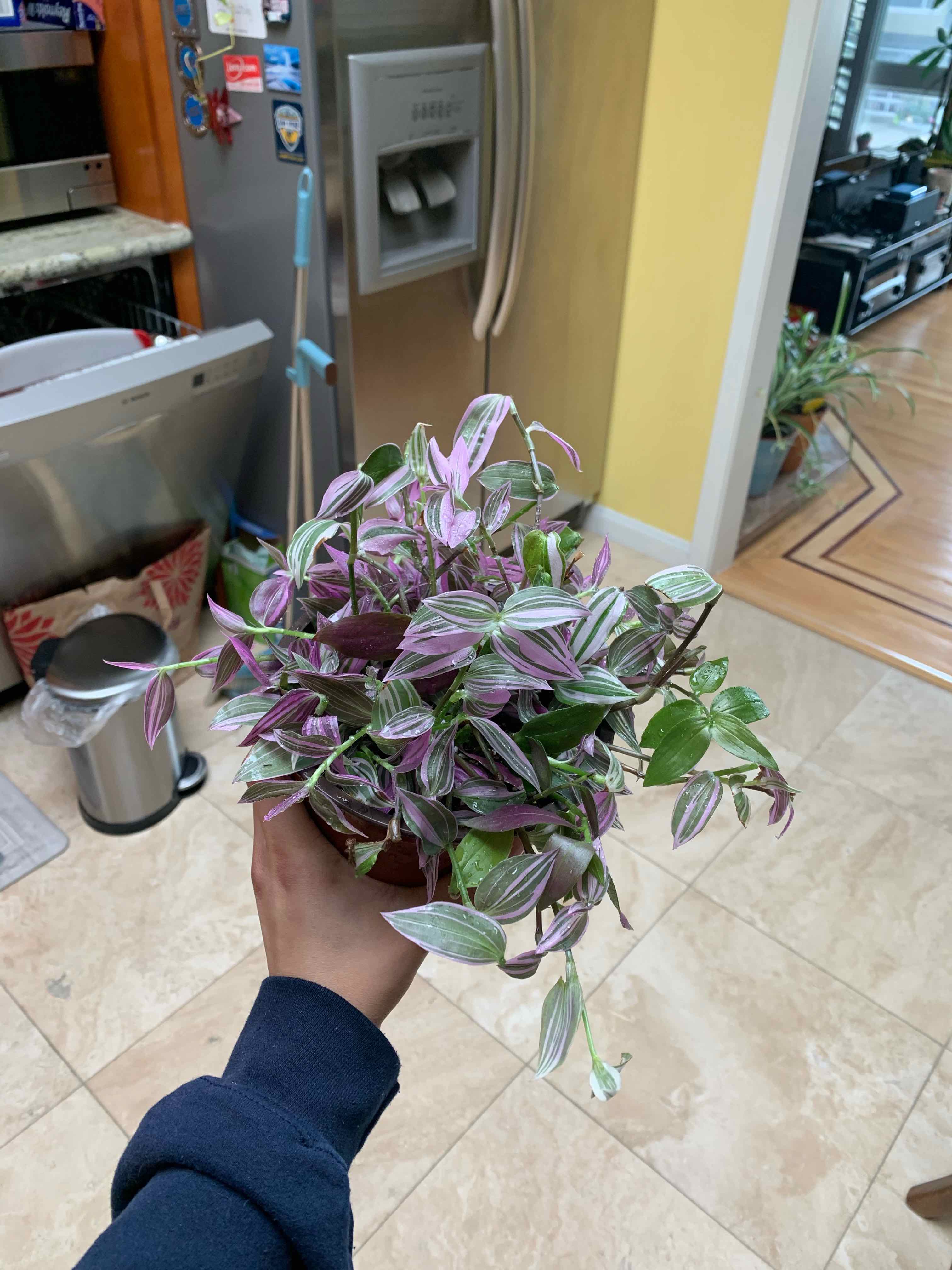 Lilac Tradescantia plant held indoors, vibrant purple and green leaves, no visible discoloration.