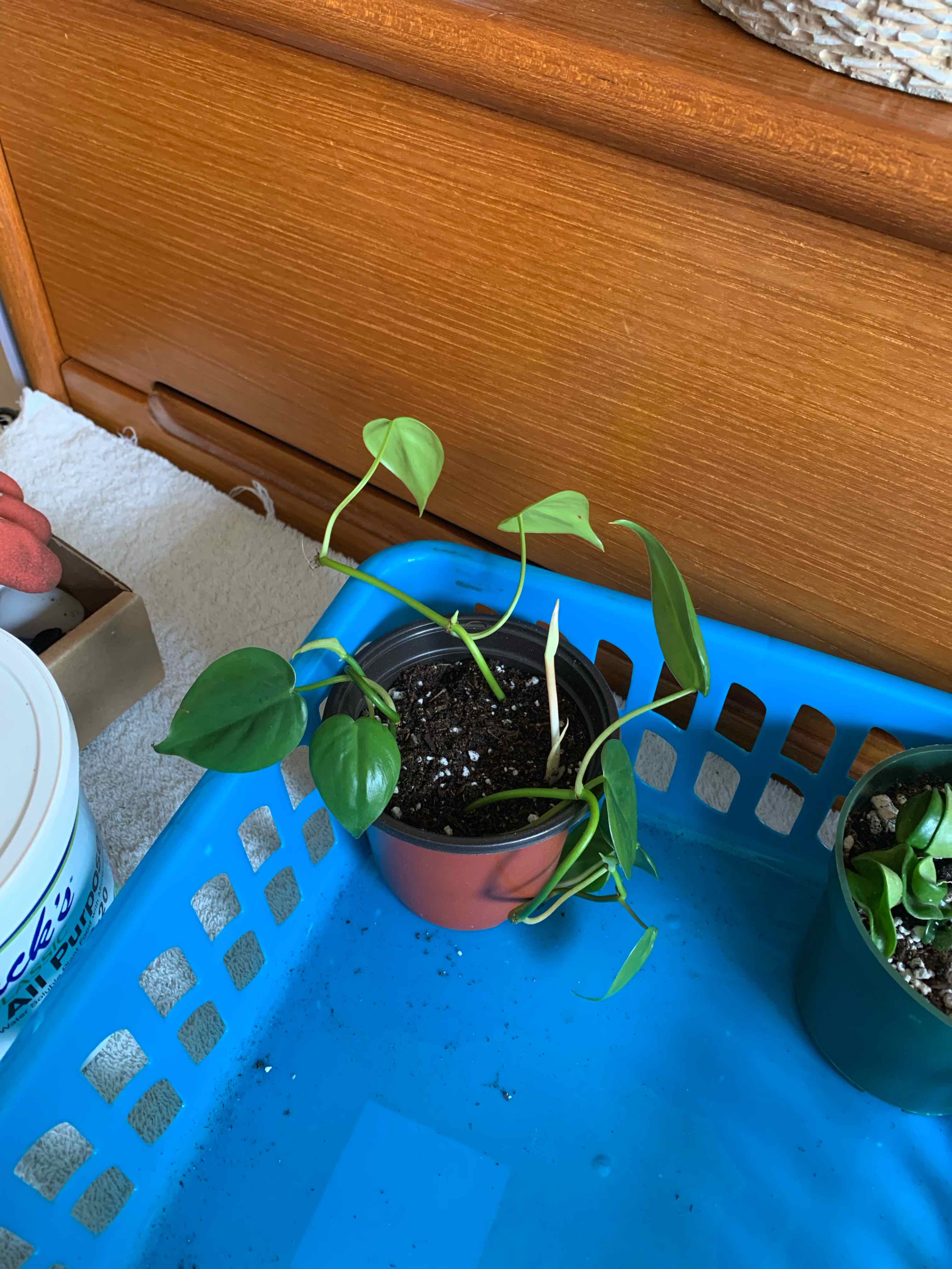 Philodendron cordatum plant in a pot with some yellowing leaves, placed in a blue basket.
