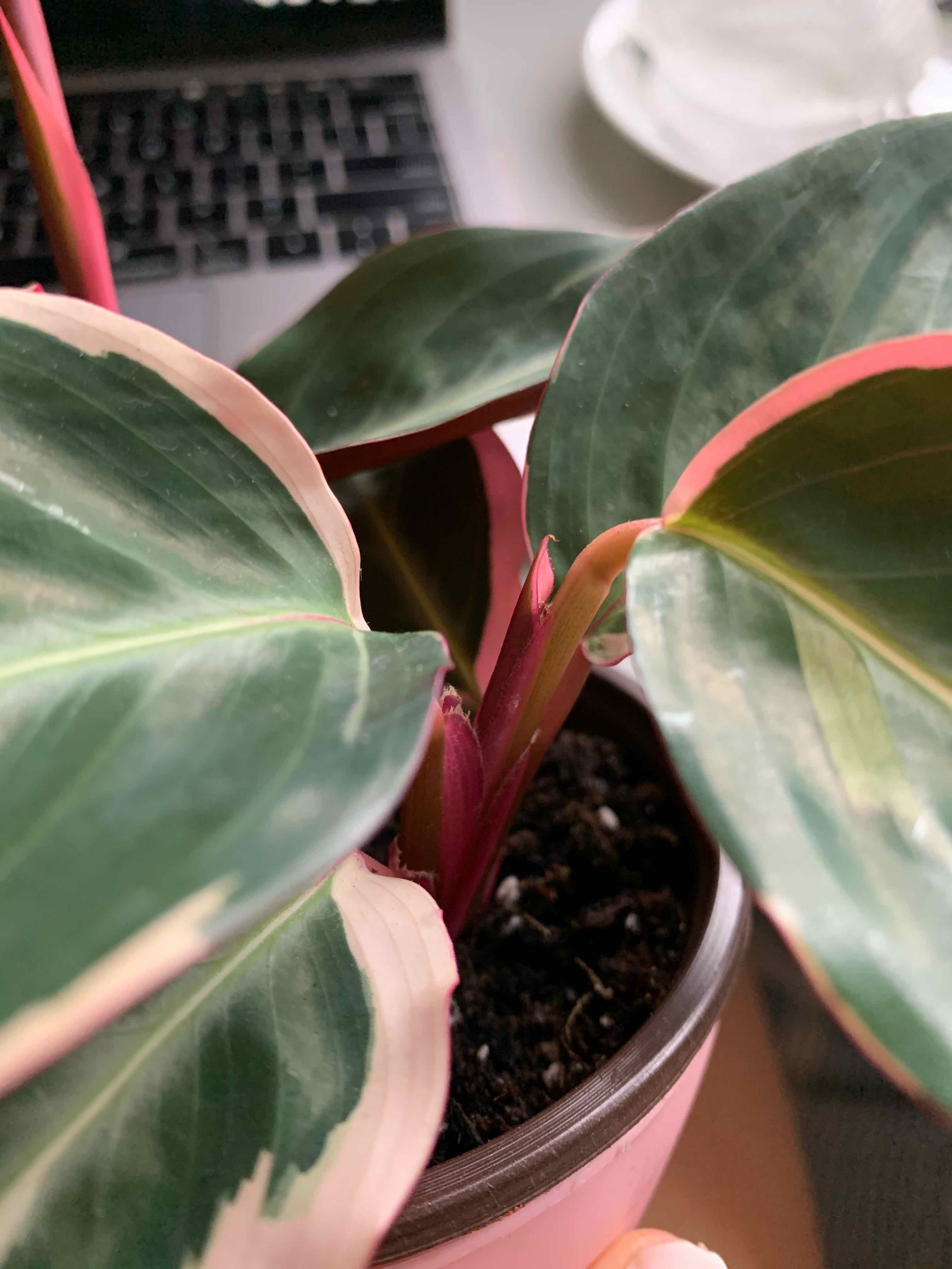 Stromanthe sanguinea 'Tricolor' plant with variegated leaves in a pot, soil visible.