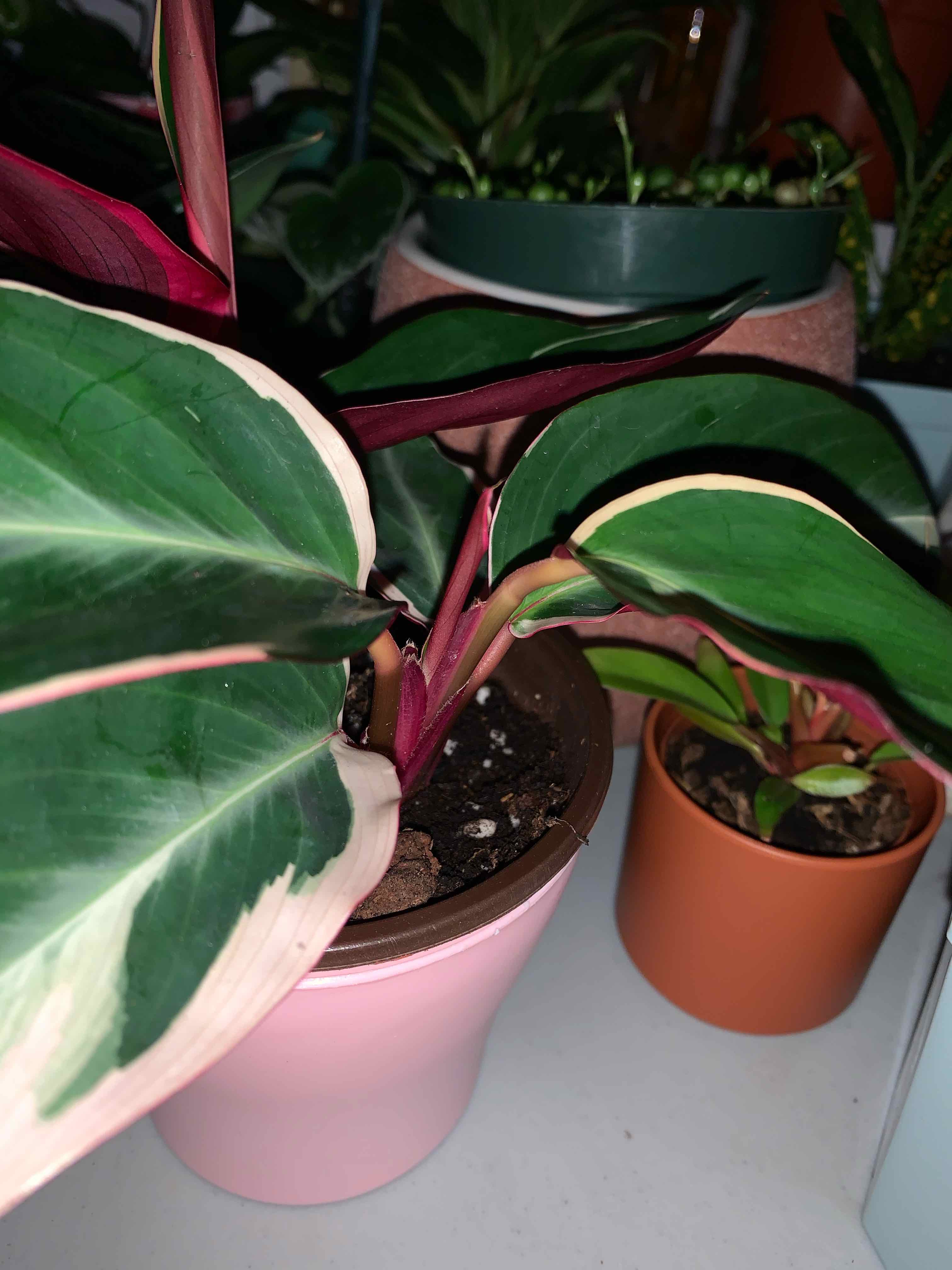 Stromanthe sanguinea 'Tricolor' plant with vibrant variegated leaves in a pink pot.