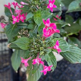 Photo of the plant species Egyptian Starcluster by @LimberLime named Aristotle on Greg, the plant care app