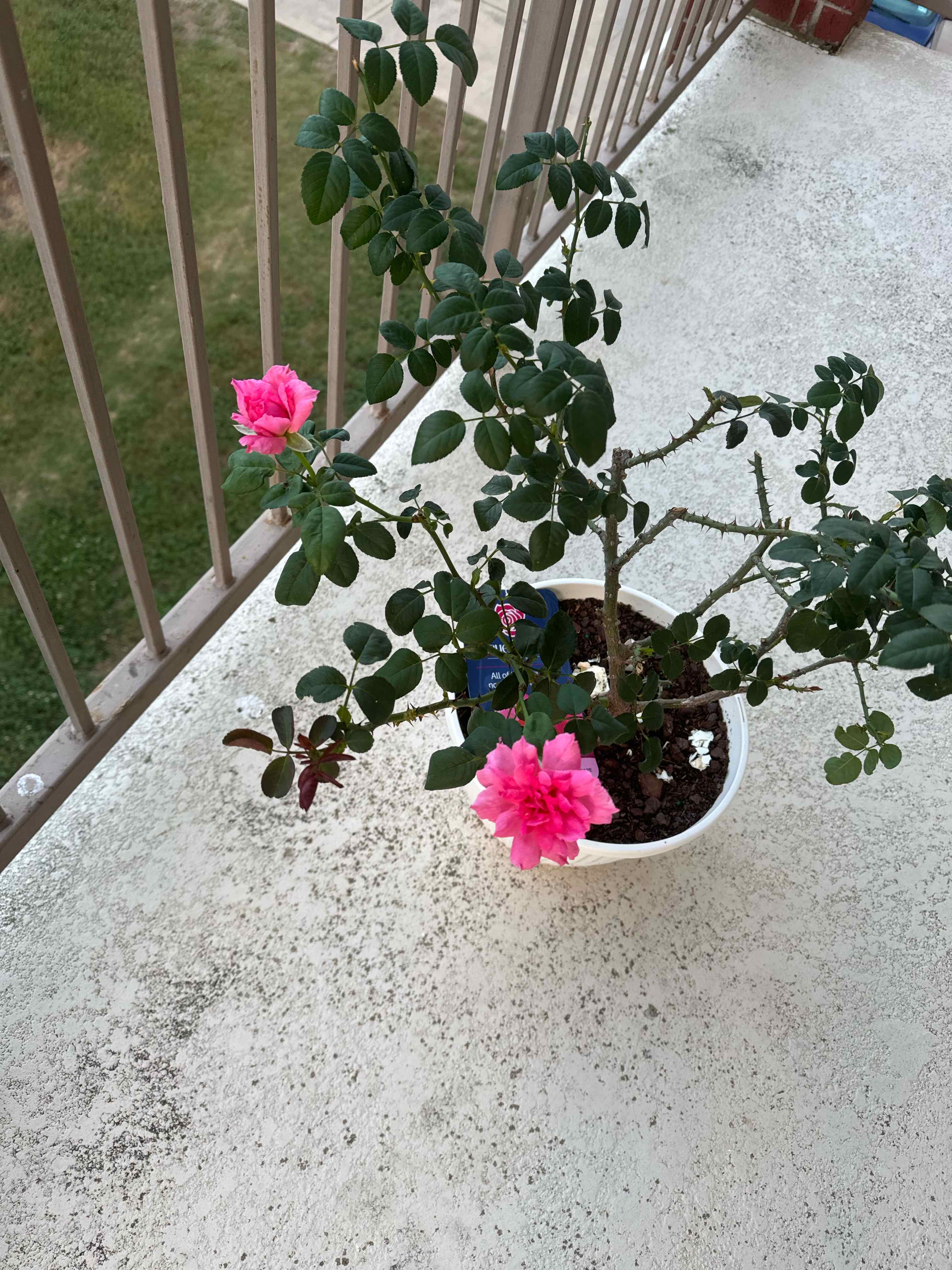 Rosa