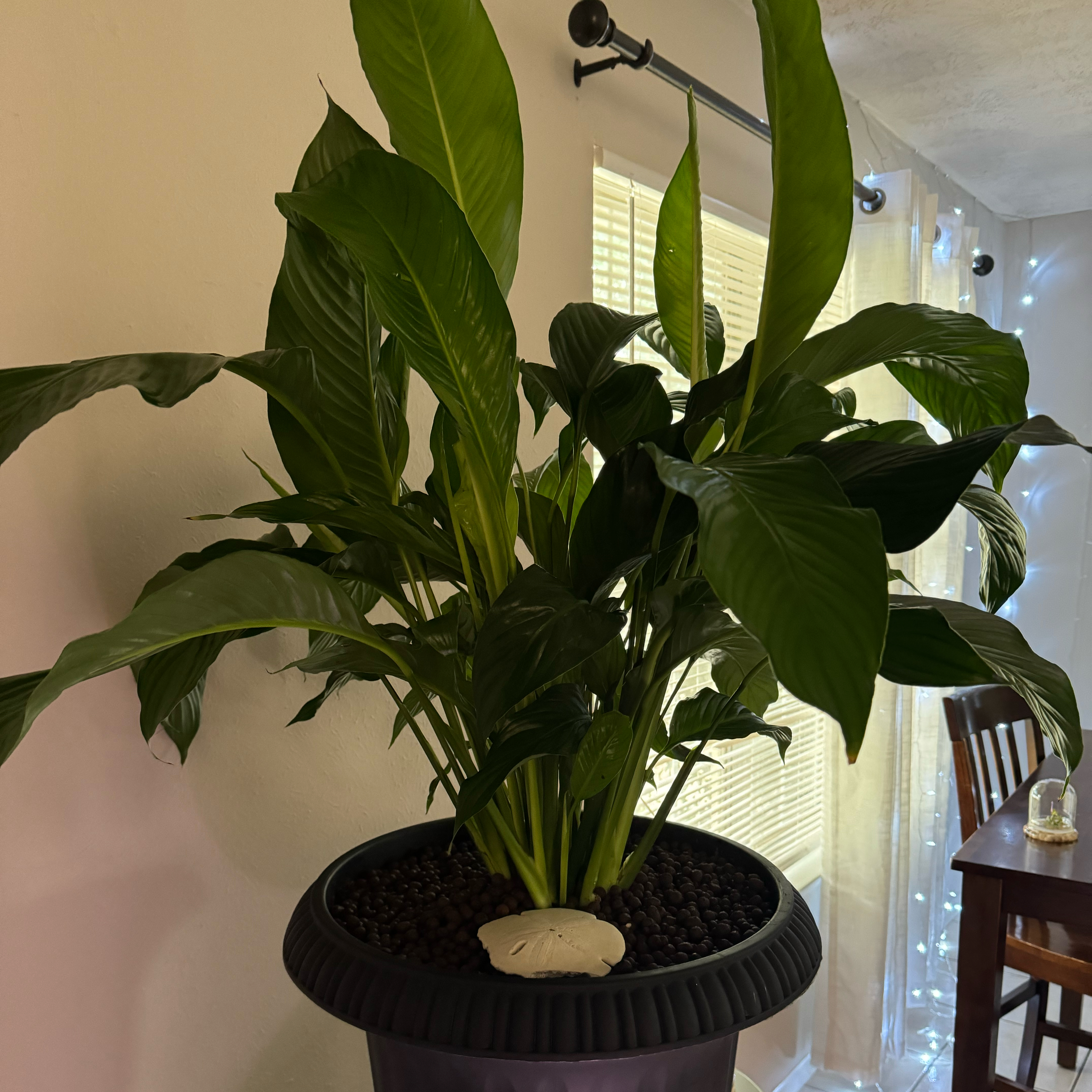 Lily