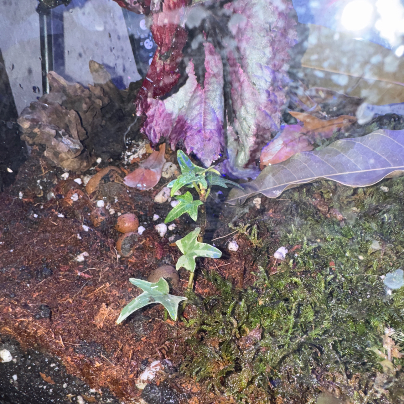 Photo of the plant species English Ivy variegated by @livslillies named Forrest on Greg, the plant care app