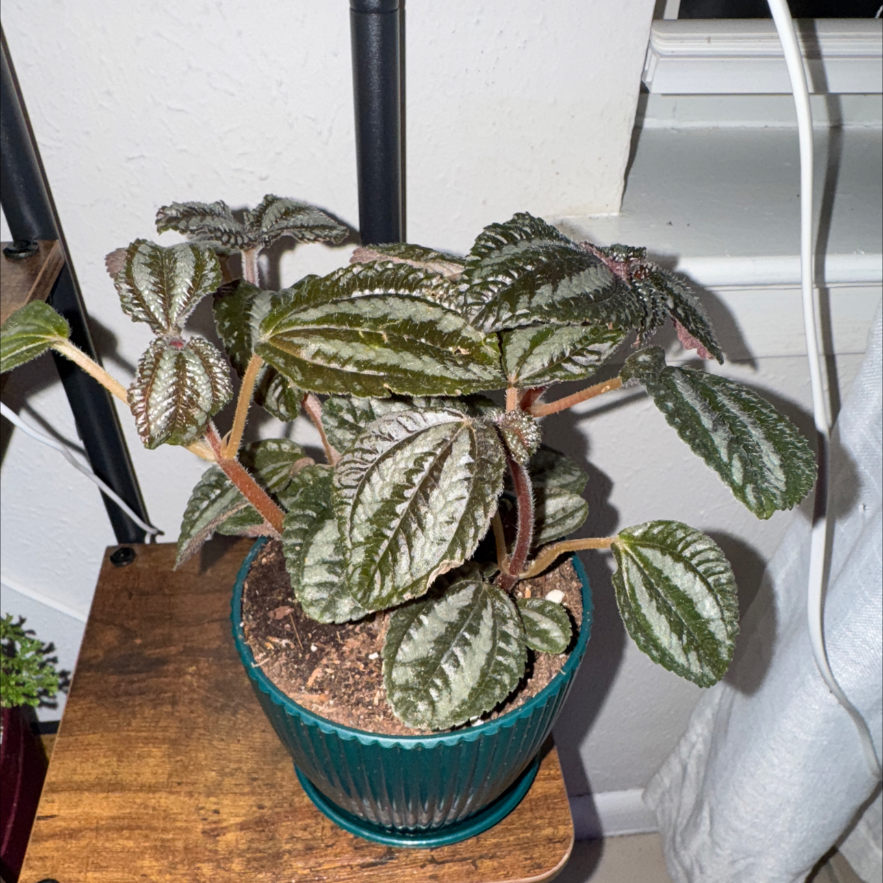 Photo of the plant species Pilea 'Pan Am' by @livslillies named Harry on Greg, the plant care app