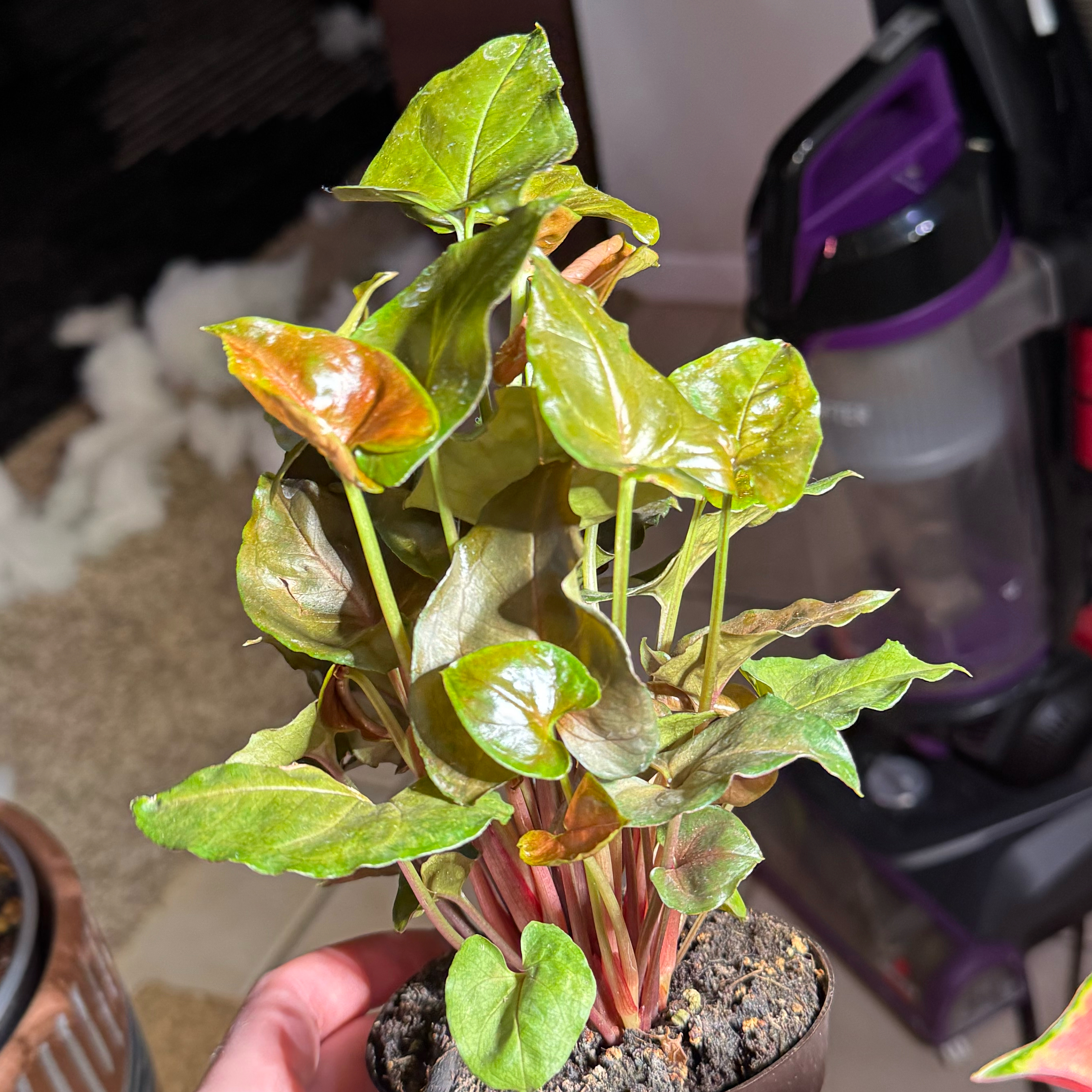 Photo of the plant species maria arrowhead plant by @livslillies named Remington on Greg, the plant care app
