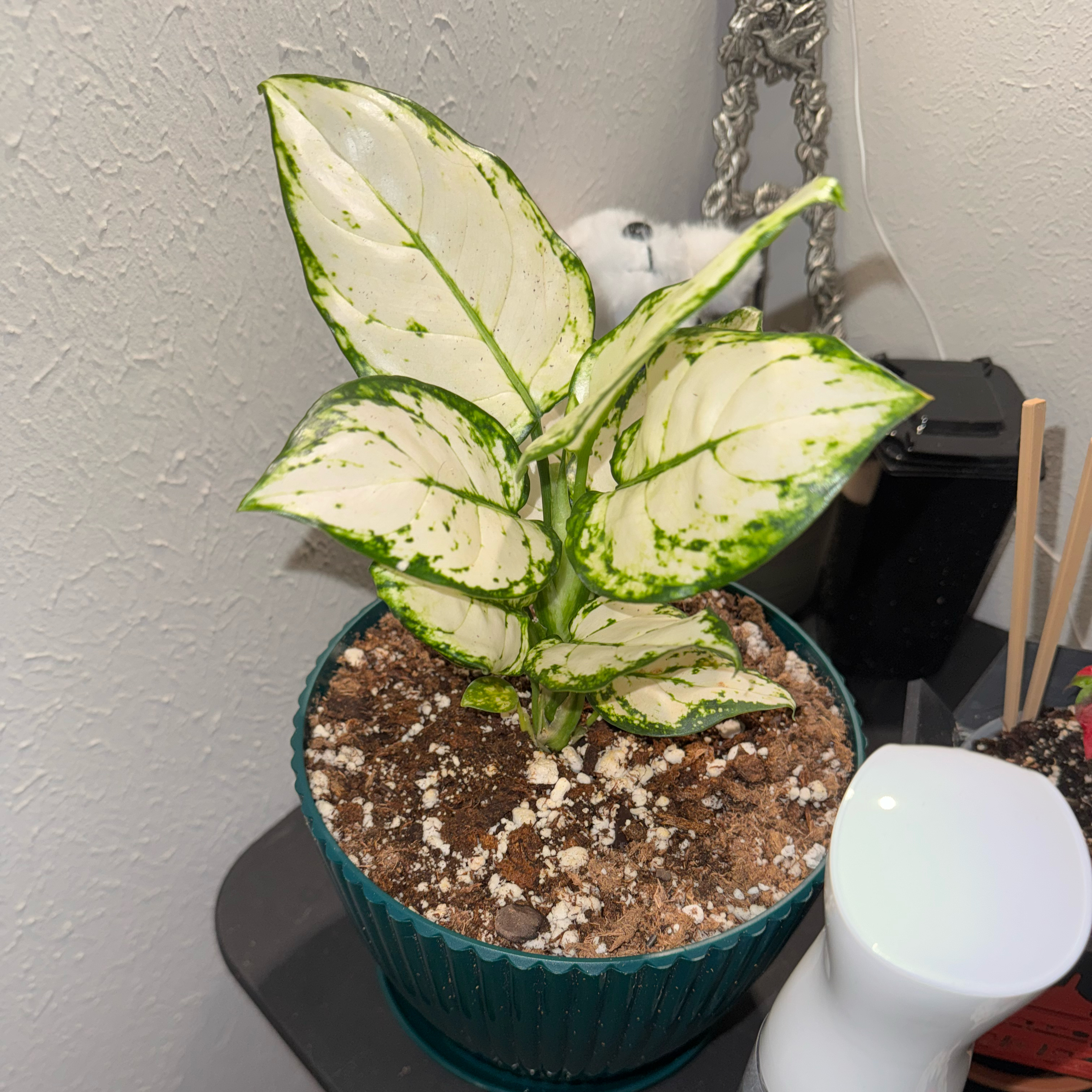 Photo of the plant species Aglaonema 'Super White' by @livslillies named Anne on Greg, the plant care app