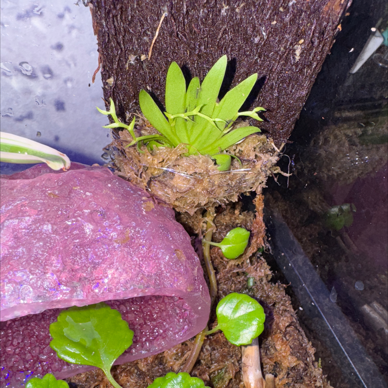 Photo of the plant species Tiny Erycina by @livslillies named Sonora on Greg, the plant care app