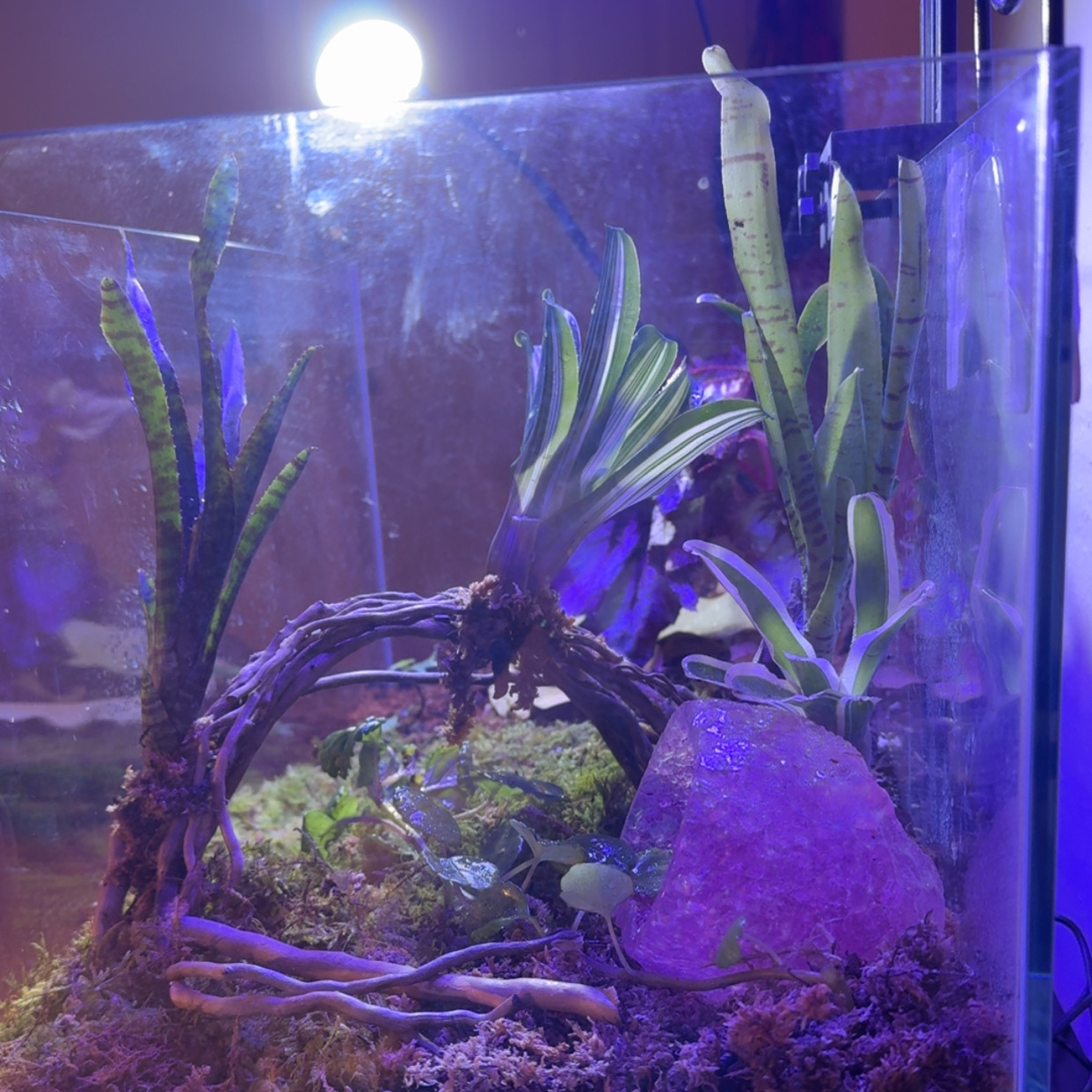 Photo of the plant species Bromeliad by @livslillies named Fernie Saunders on Greg, the plant care app