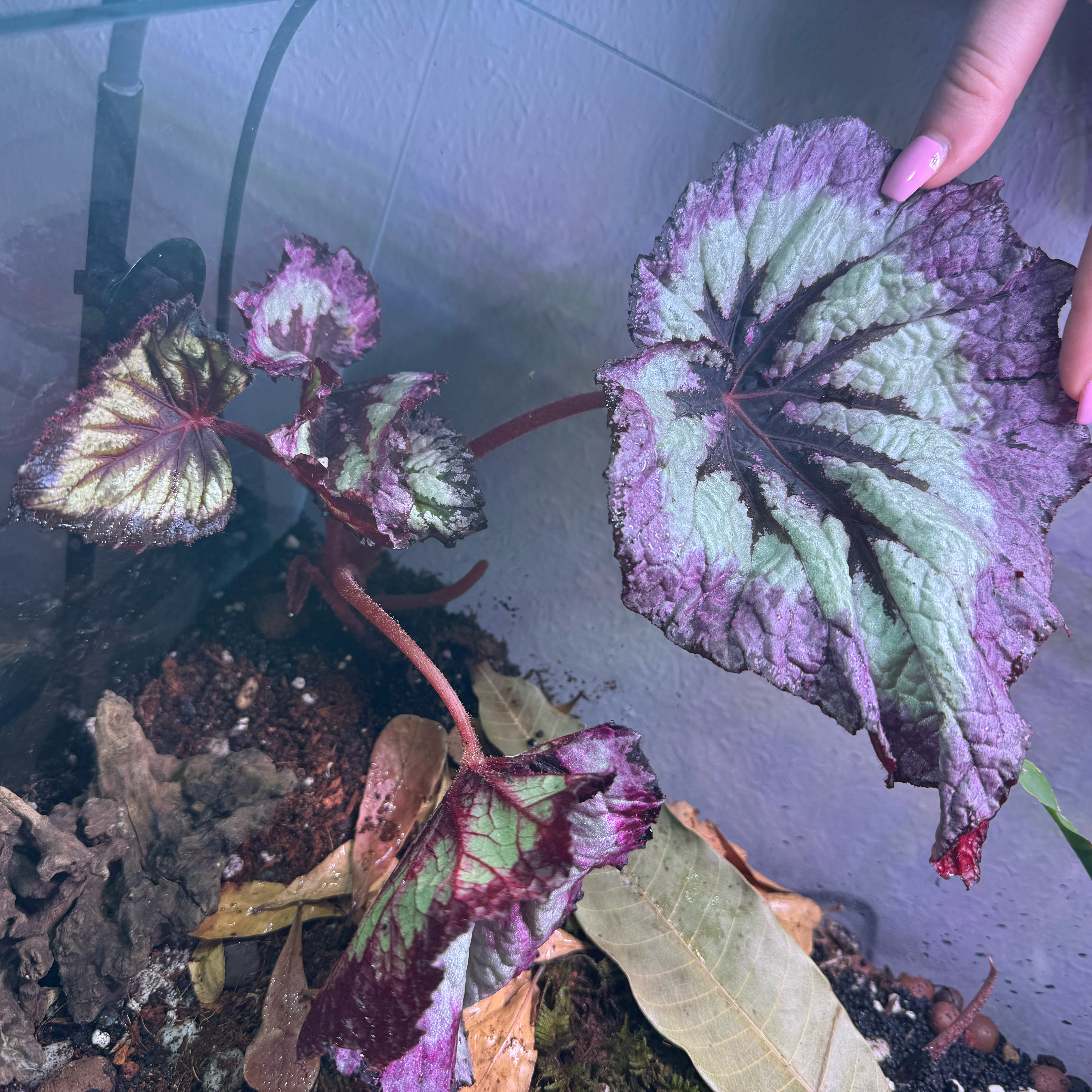 Photo of the plant species Harmony's Fire Woman Begonia by @livslillies named Lavender on Greg, the plant care app