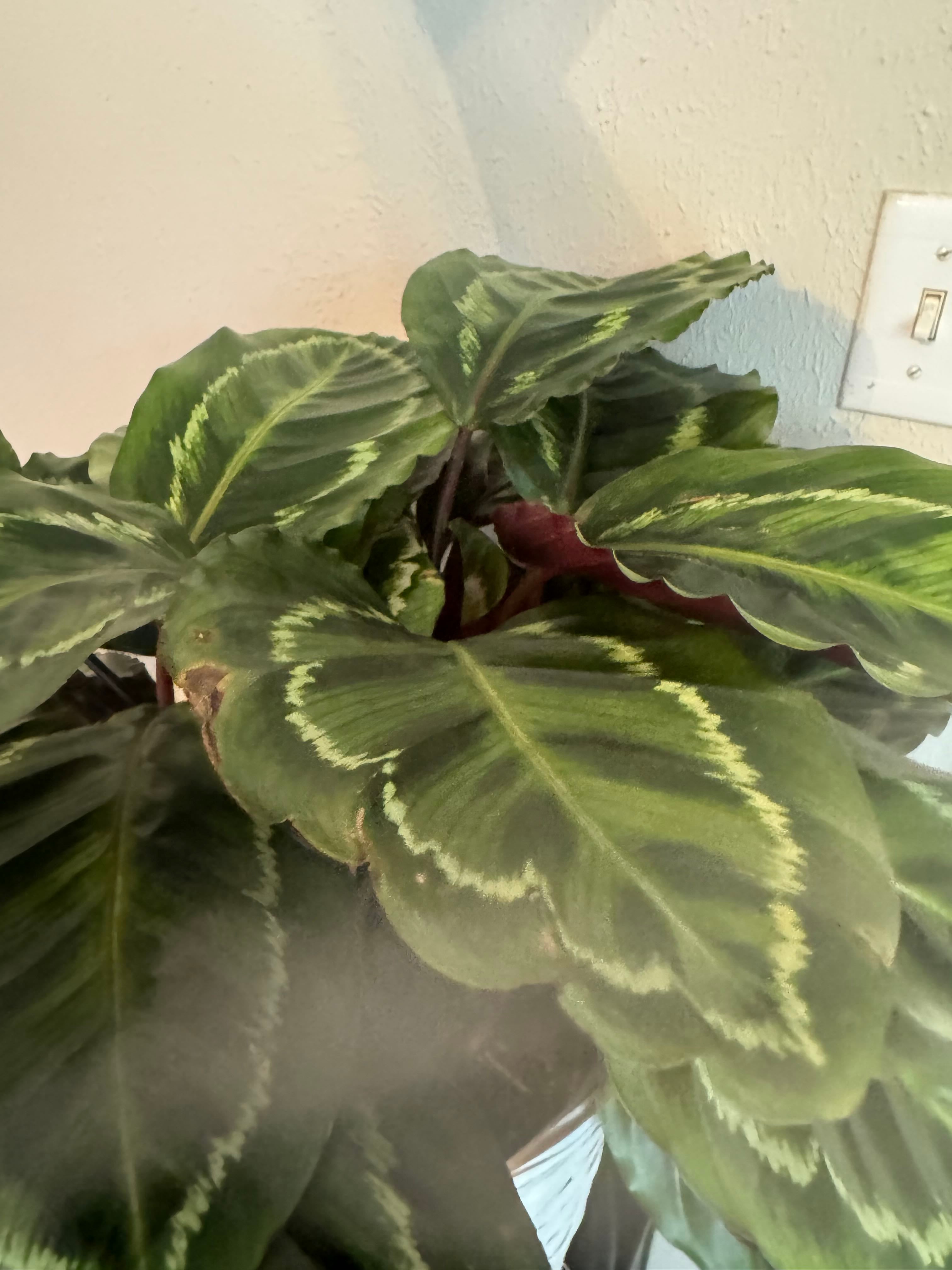 Calathea 'Cuprea' Plant Care Water, Light, Nutrients Greg App 🌱