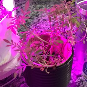 Photo of the plant species Crackerjack Mix Marigold by @RegalStarlotus named Nemo on Greg, the plant care app