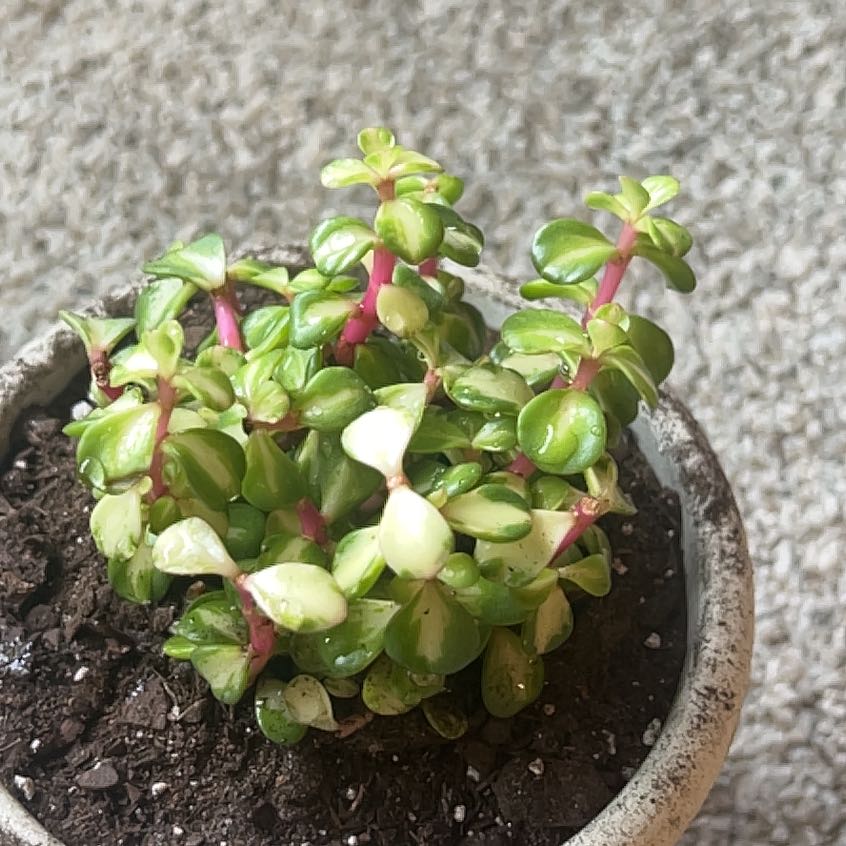 Portulacaria afra 'Kaleidoscope' plant in a pot with vibrant green and variegated leaves.