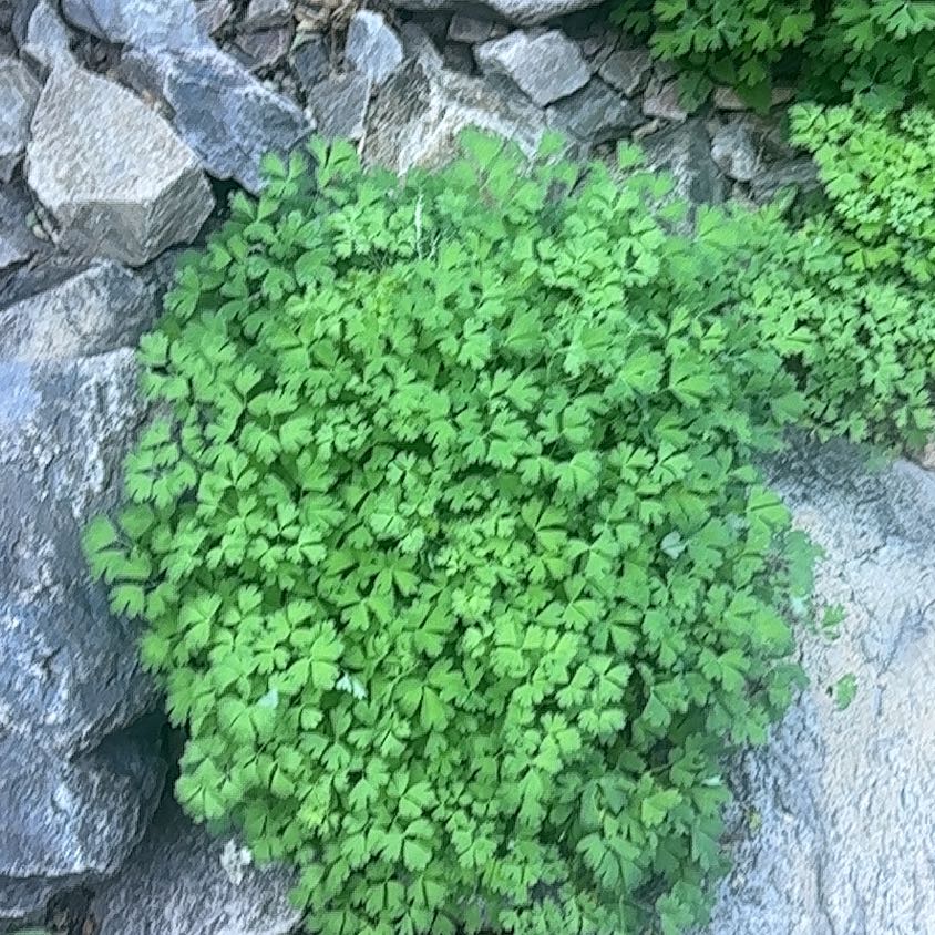 Photo of the plant species Water Dropwort by @SirAlpineavens named Cleopatra on Greg, the plant care app