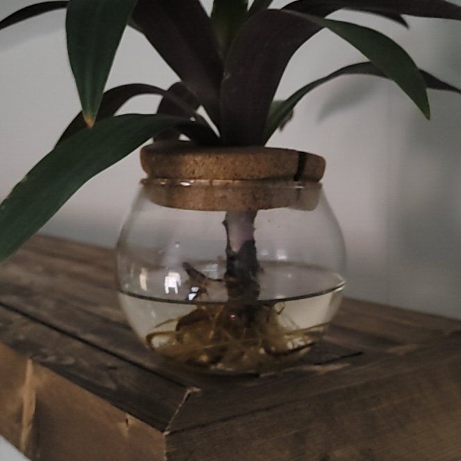 Photo of the plant species Rhoeo Oyster by @NurseStarbearer named Oyster on Greg, the plant care app