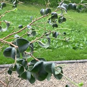 Photo of the plant species Curly Weeping Fig by @RobustCapemay named Athena on Greg, the plant care app