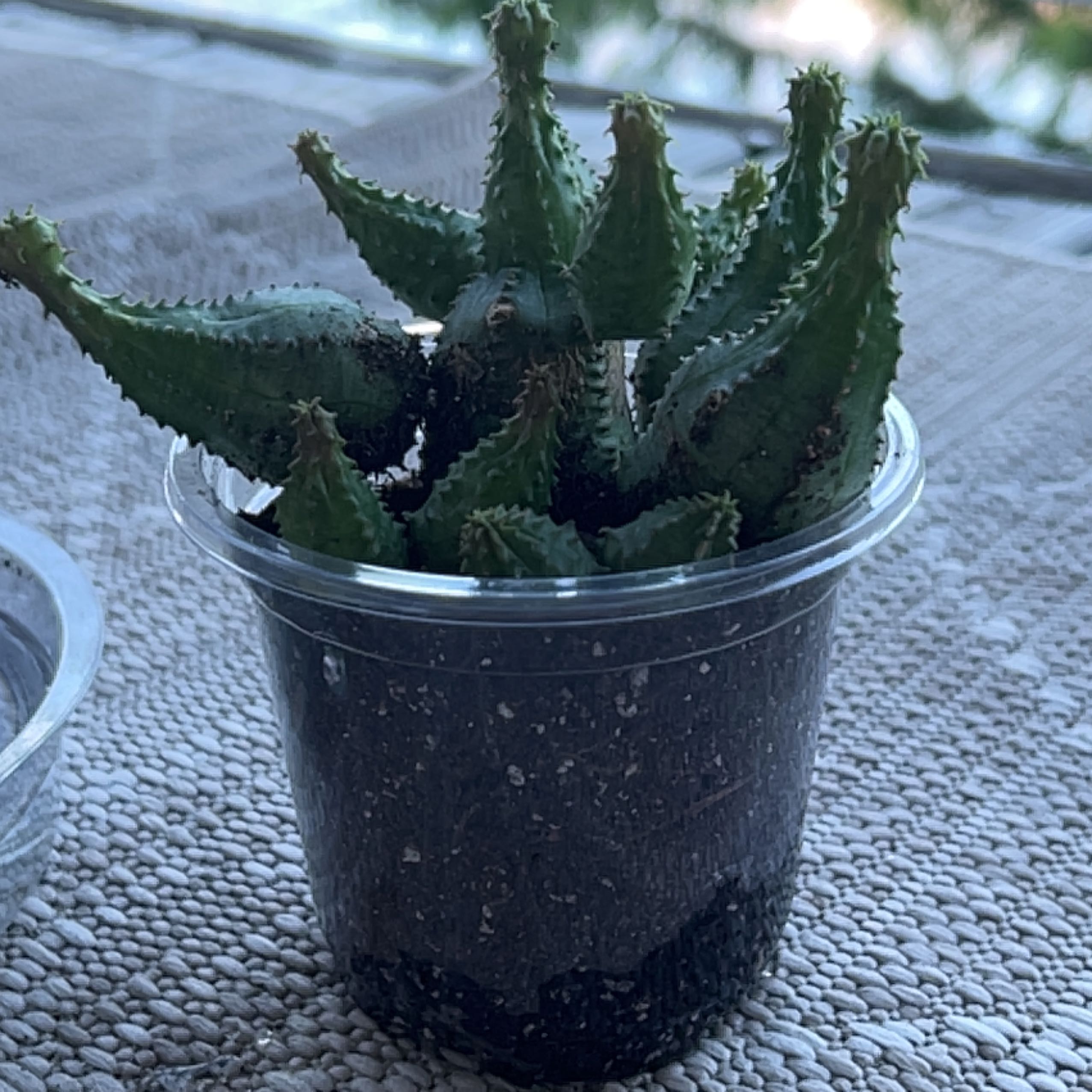 Photo of the plant species Euphorbia obesa f. monstruosa by @LitheGroundsel named Delilah on Greg, the plant care app