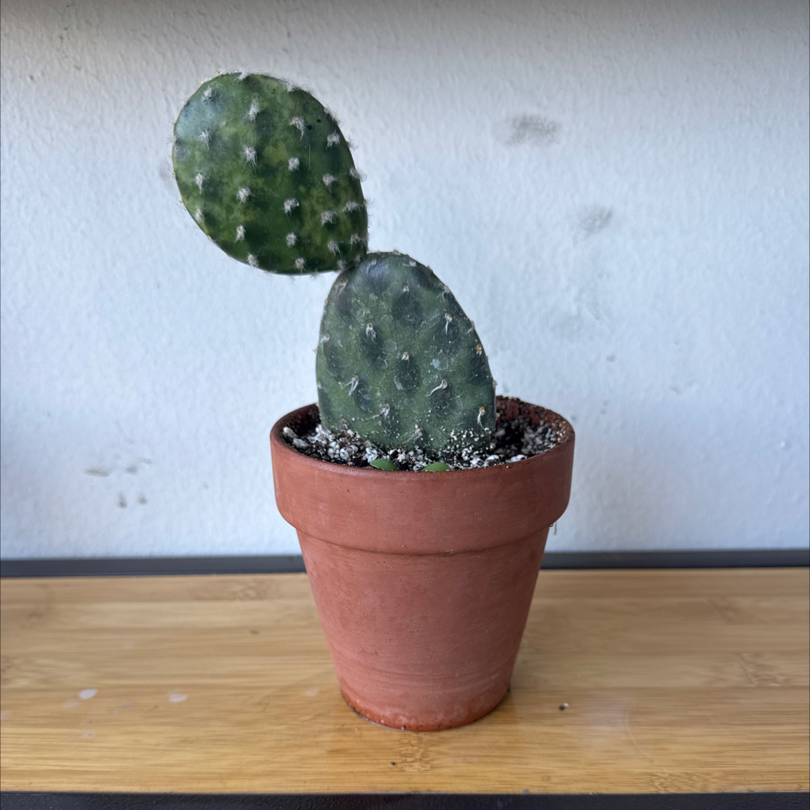 Photo of the plant species Arpon by @VipHedgehogaloe named Drake on Greg, the plant care app