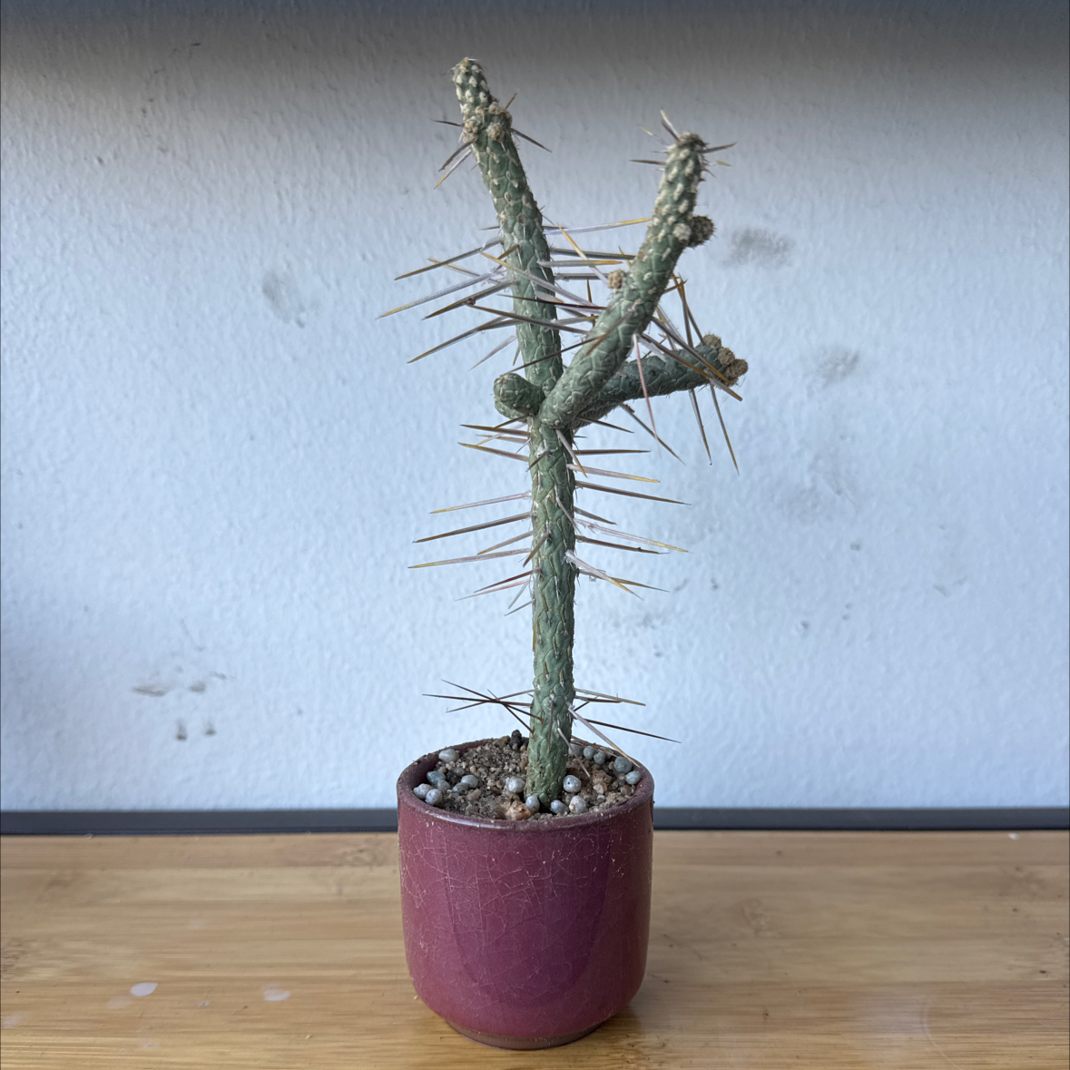 Photo of the plant species Branched Pencil Cholla by @VipHedgehogaloe named Cholo on Greg, the plant care app