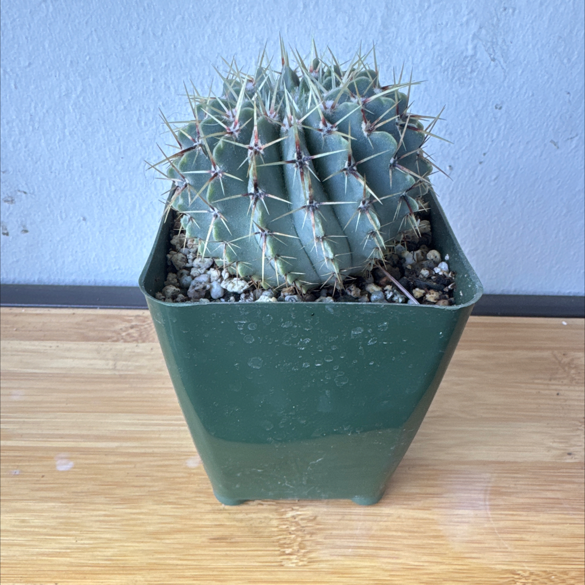 Photo of the plant species Notocactus buiningii by @VipHedgehogaloe named Sherlock on Greg, the plant care app