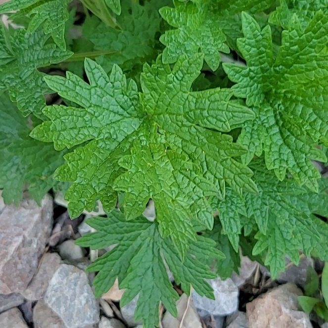 Photo of the plant species Leonurus Cardiaca by @MercifulSalal named Luna on Greg, the plant care app