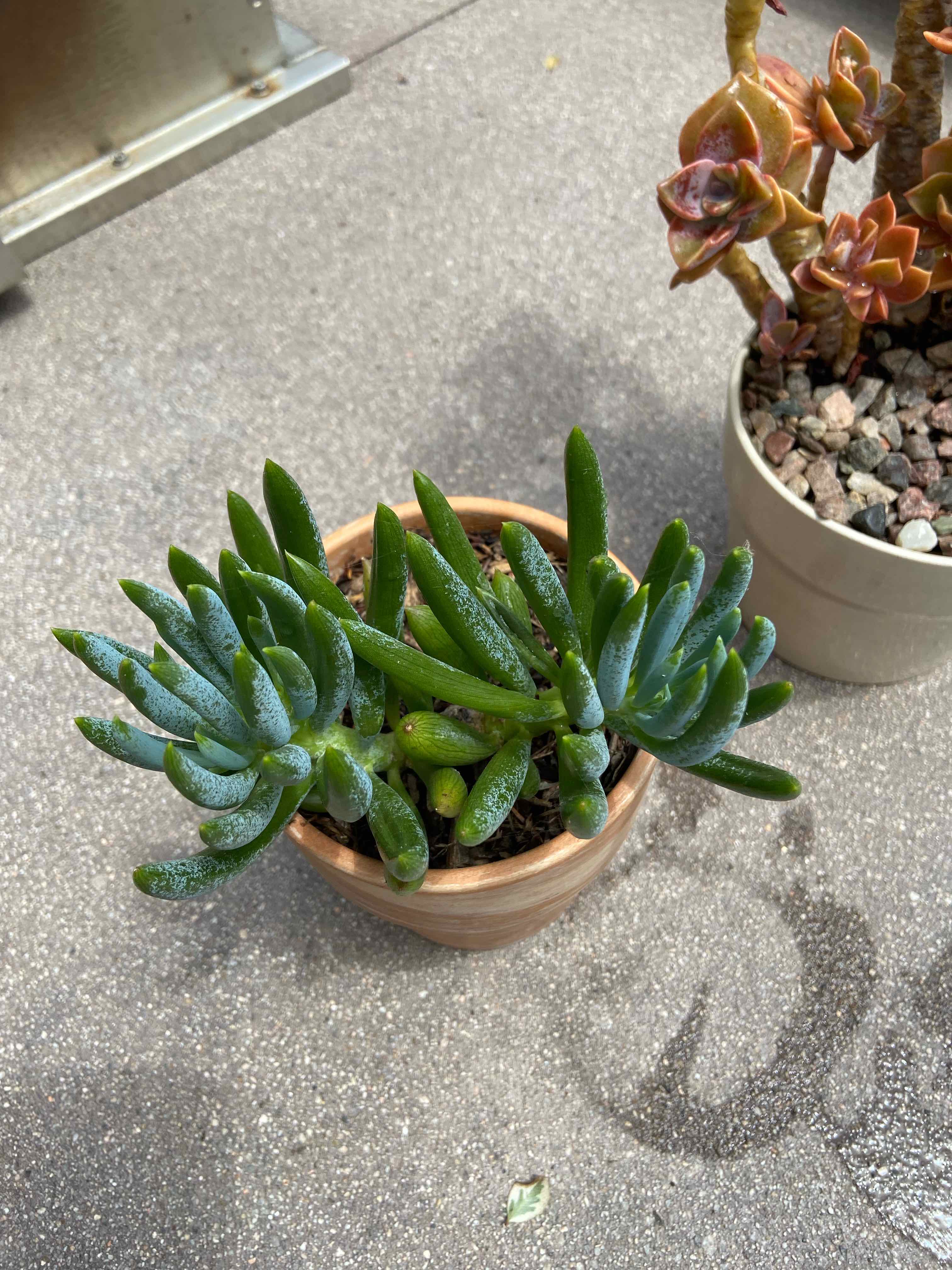 Potted Narrow-Leaf Chalk Sticks plant with another plant in the background.