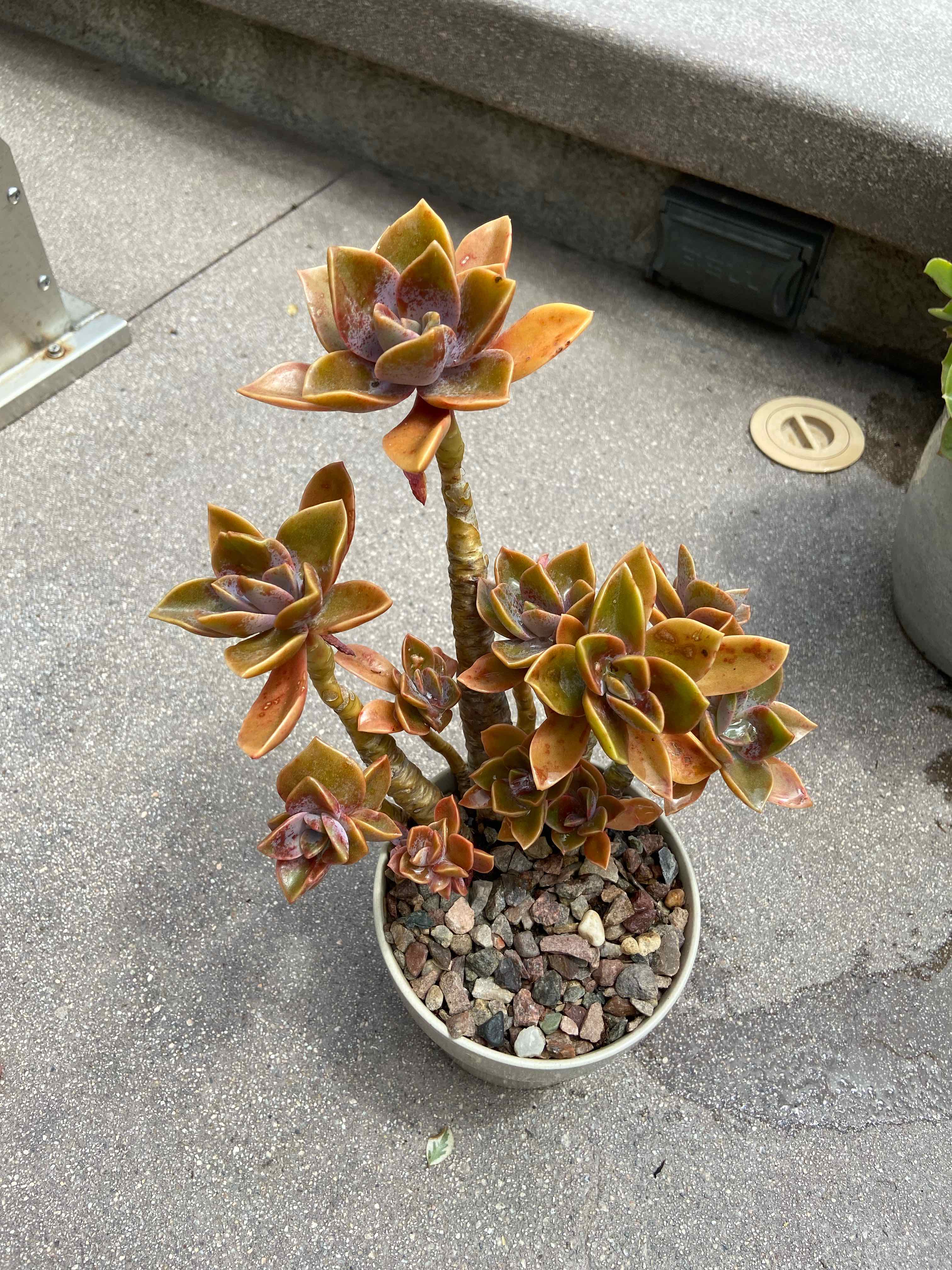 Potted Graptoveria 'Opalina' with some yellowing and browning leaves on a concrete surface.