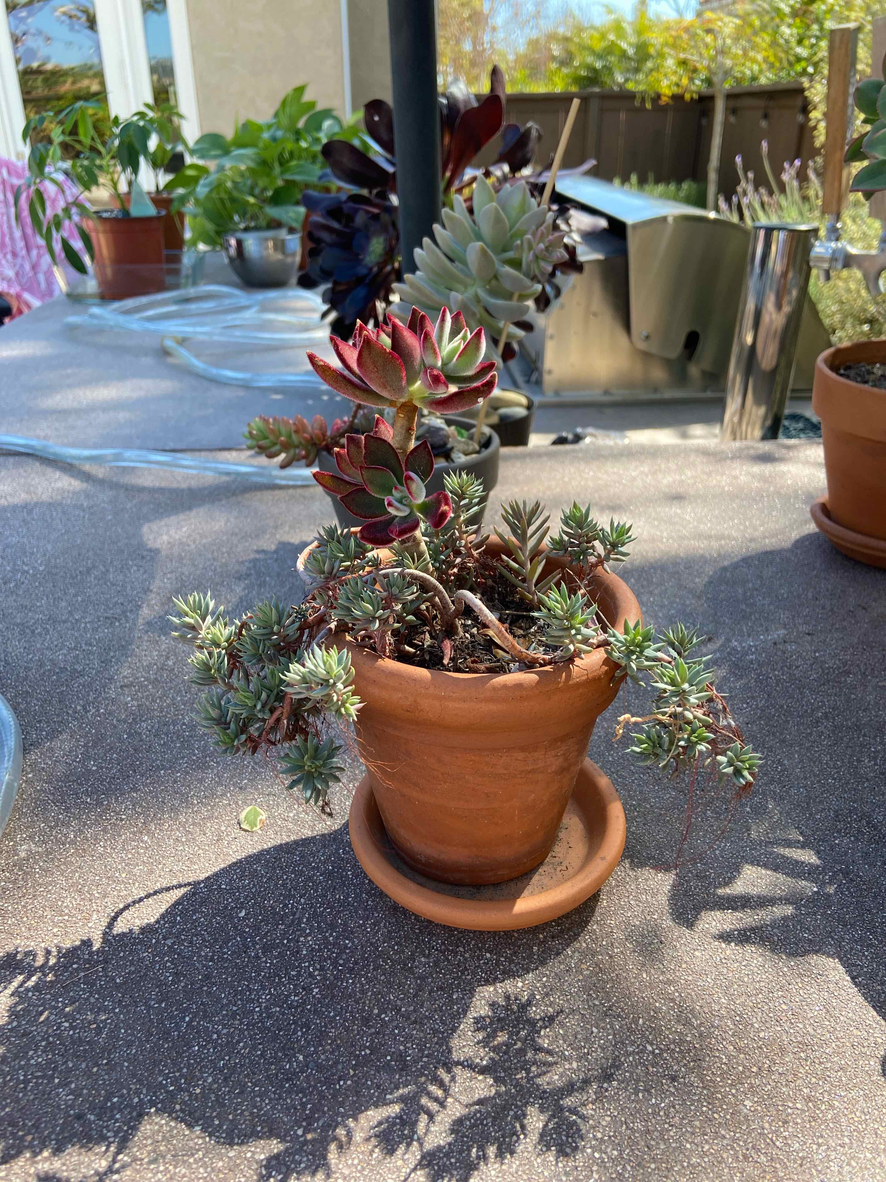 Plant care for Portulaca grandiflora 'Yellow' on Greg, the plant care app