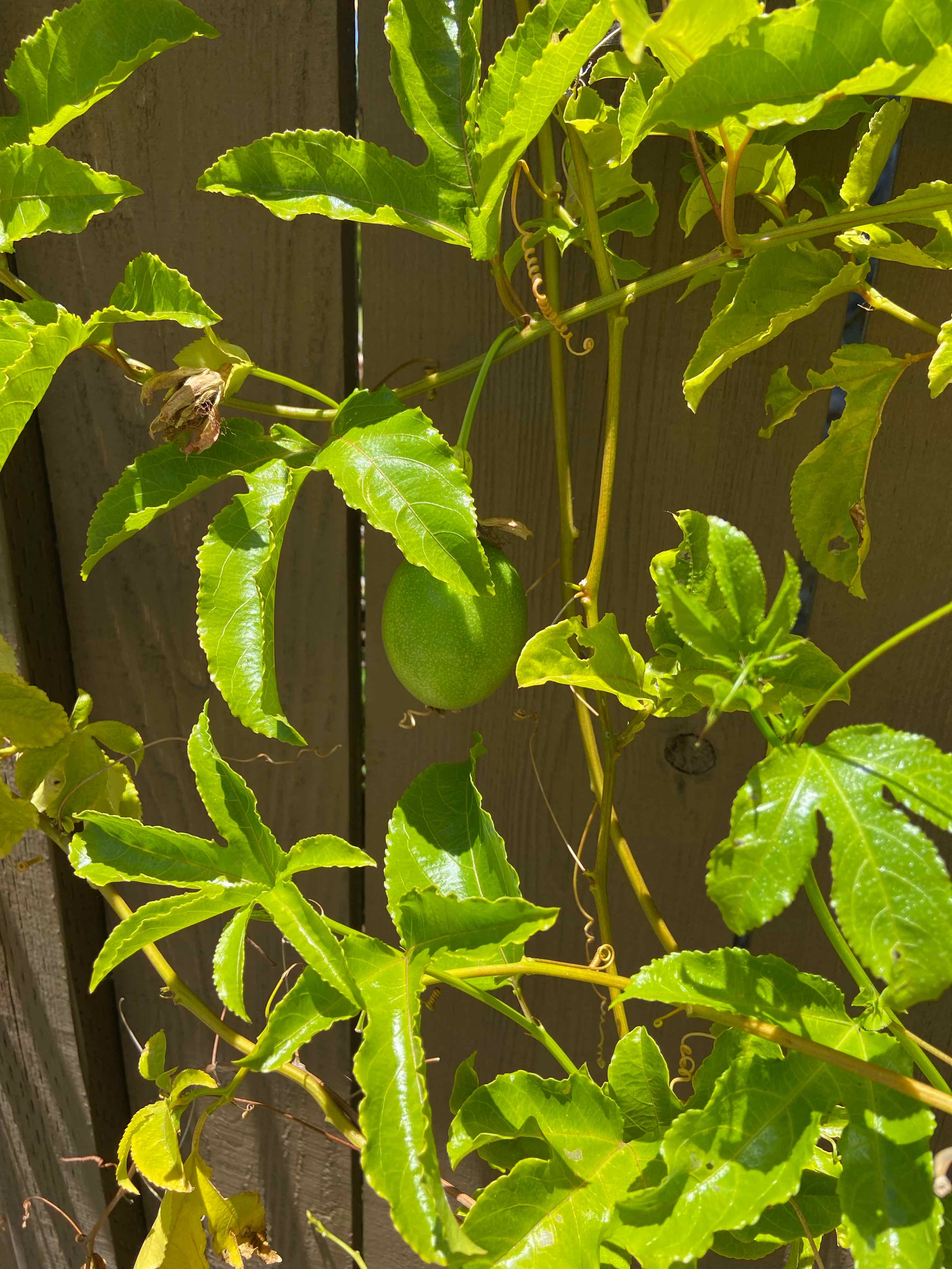 Passion Fruit plant with green leaves and a developing fruit against a wooden fence.