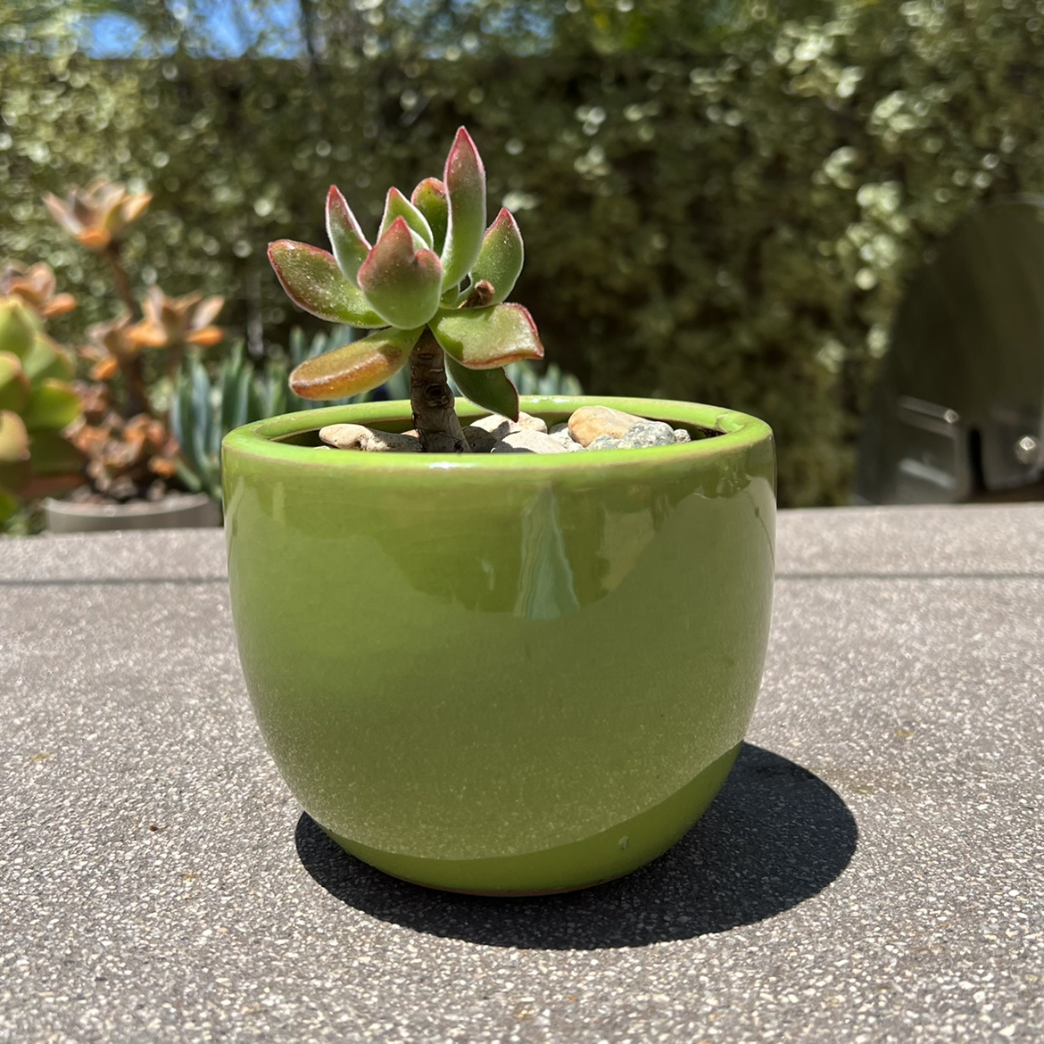 A healthy Plush Plant succulent in a green pot, outdoors.
