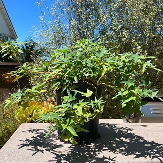 Sweet Potato Vine plant in Somewhere on Earth