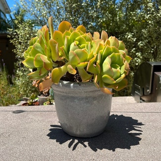 Aeonium castello-paivae variegata 'Suncup' plant in Somewhere on Earth