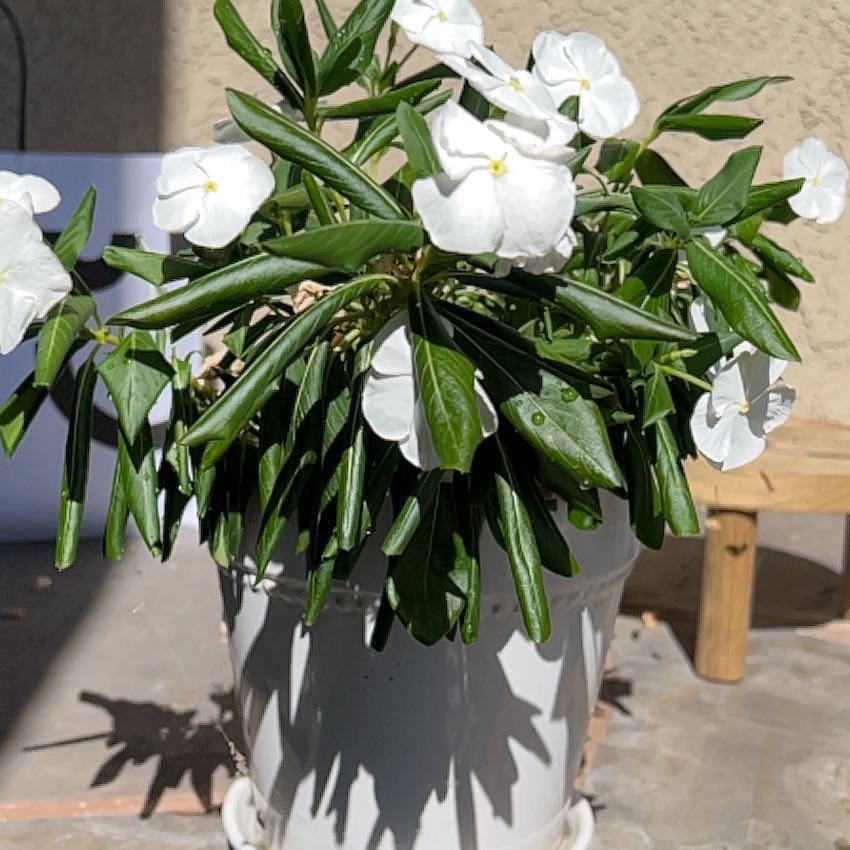 Potted Bright Eyes plant with white flowers and green leaves.