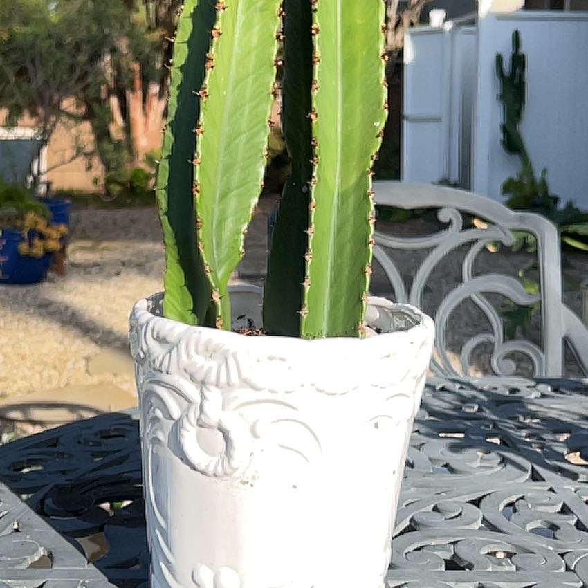 Potted Giant African Candelabra Tree with green ribbed stems and small spines.