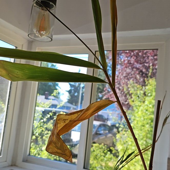 Photo of the plant species Golden Chinese Timber Bamboo by @atlas named Lebron on Greg, the plant care app