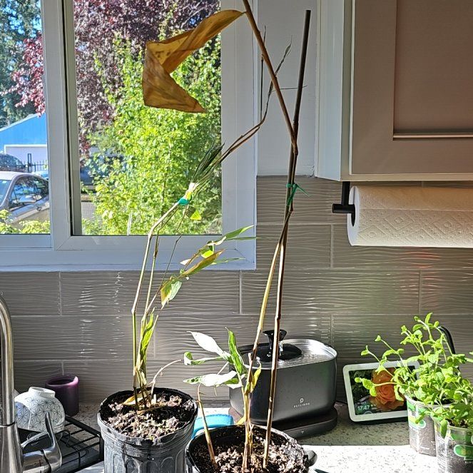 Photo of the plant species Golden Chinese Timber Bamboo by @atlas named Darwin on Greg, the plant care app