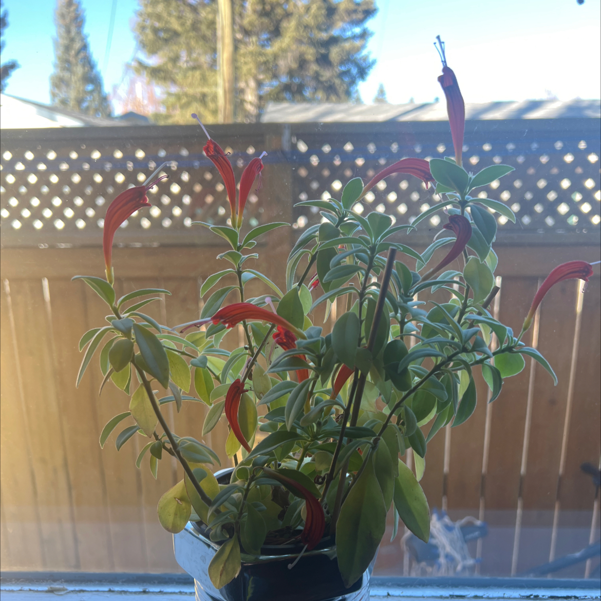 Photo of the plant species Backet Plant by @Miaoucchiato named Screaming Anchovies on Greg, the plant care app