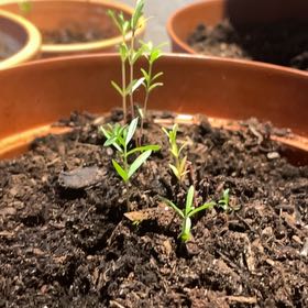 Photo of the plant species Slim Milkweed by @RadOctopusagave named Miley on Greg, the plant care app
