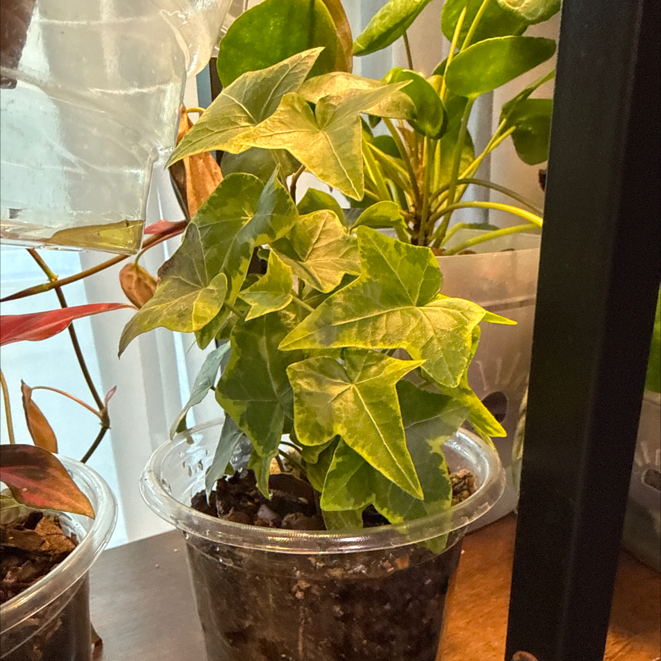 Photo of the plant species English Ivy variegated by @CoolScholartree named Messi on Greg, the plant care app