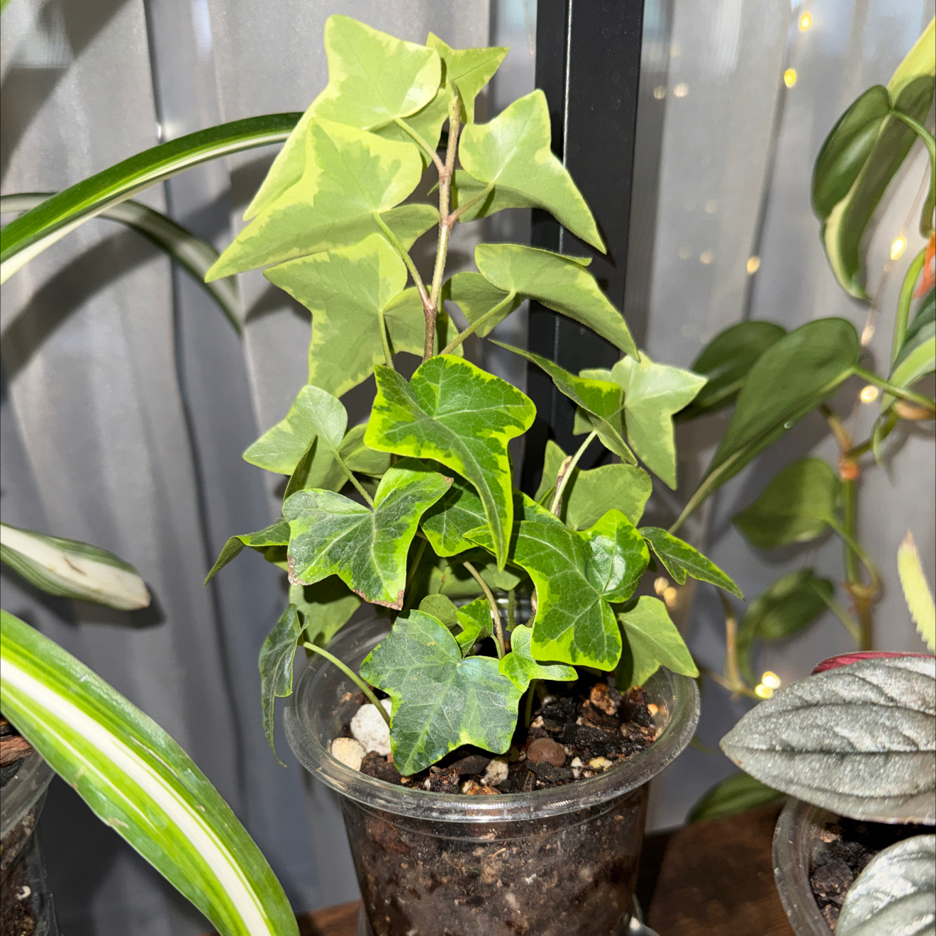 Photo of the plant species English Ivy variegated by @CoolScholartree named Messi on Greg, the plant care app