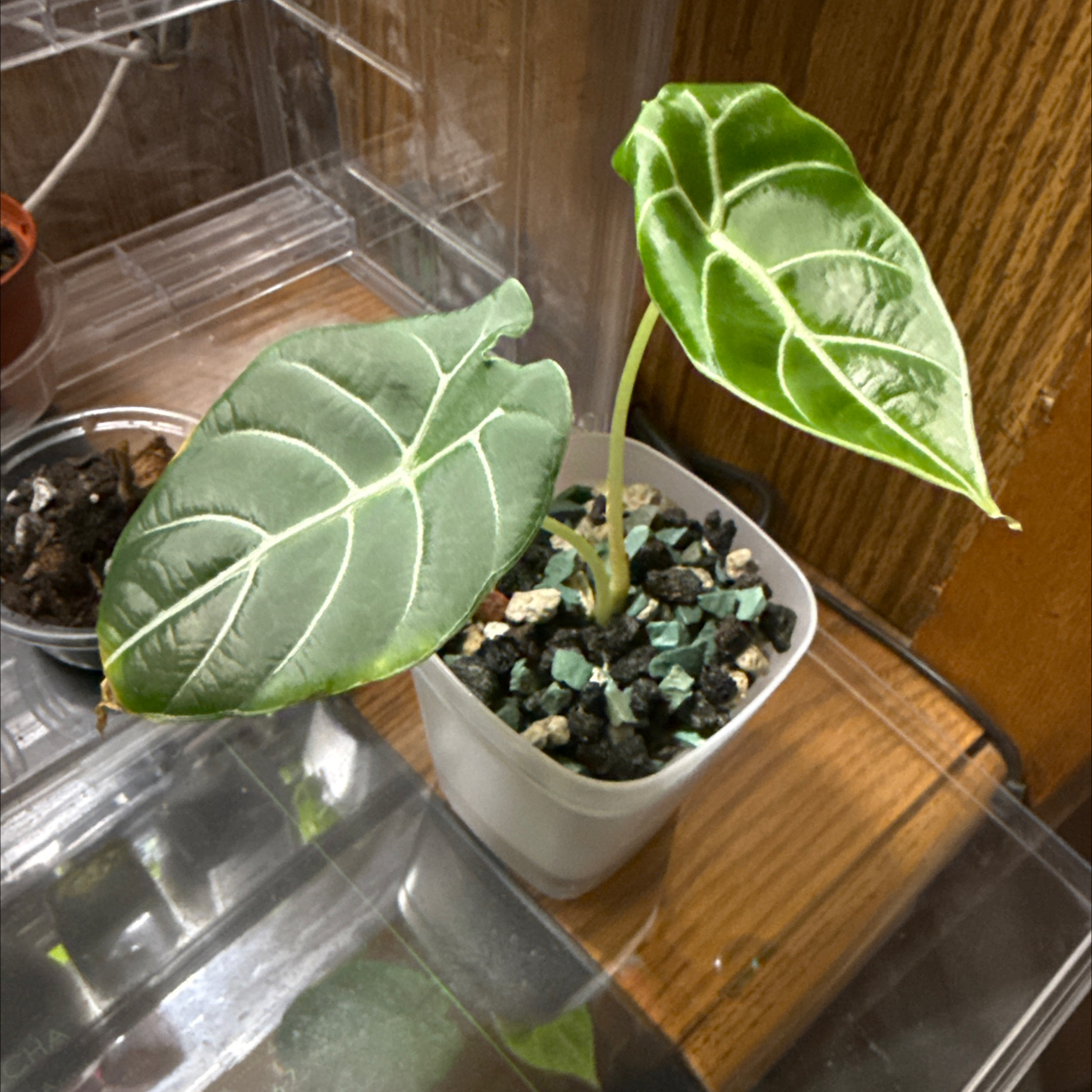 Photo of the plant species Alocasia Watsoniana Lightning by @CoolScholartree named Winston on Greg, the plant care app