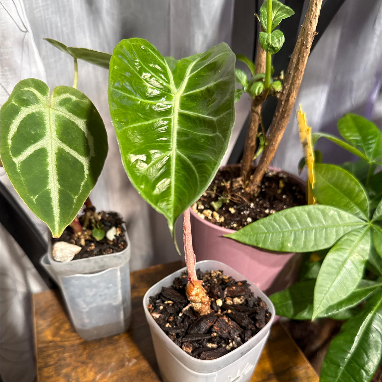 Photo of the plant species Pink Princess Alocasia by @CoolScholartree named Ronaldo on Greg, the plant care app