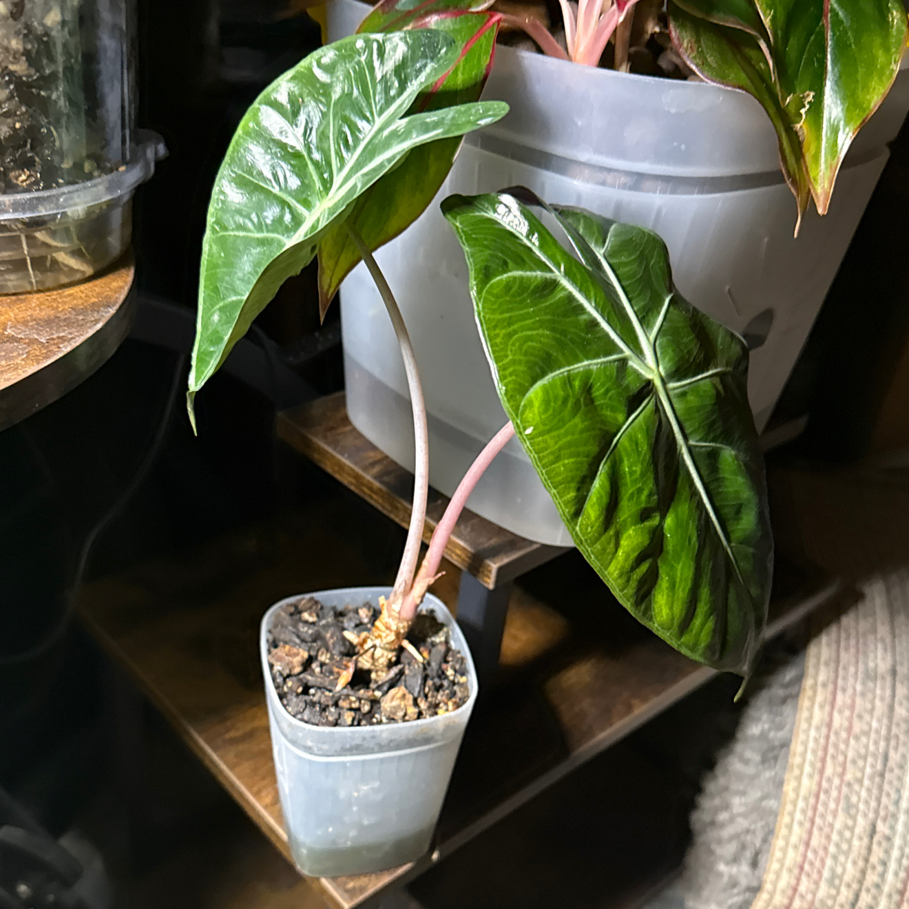 Photo of the plant species Pink Princess Alocasia by @CoolScholartree named Ronaldo on Greg, the plant care app