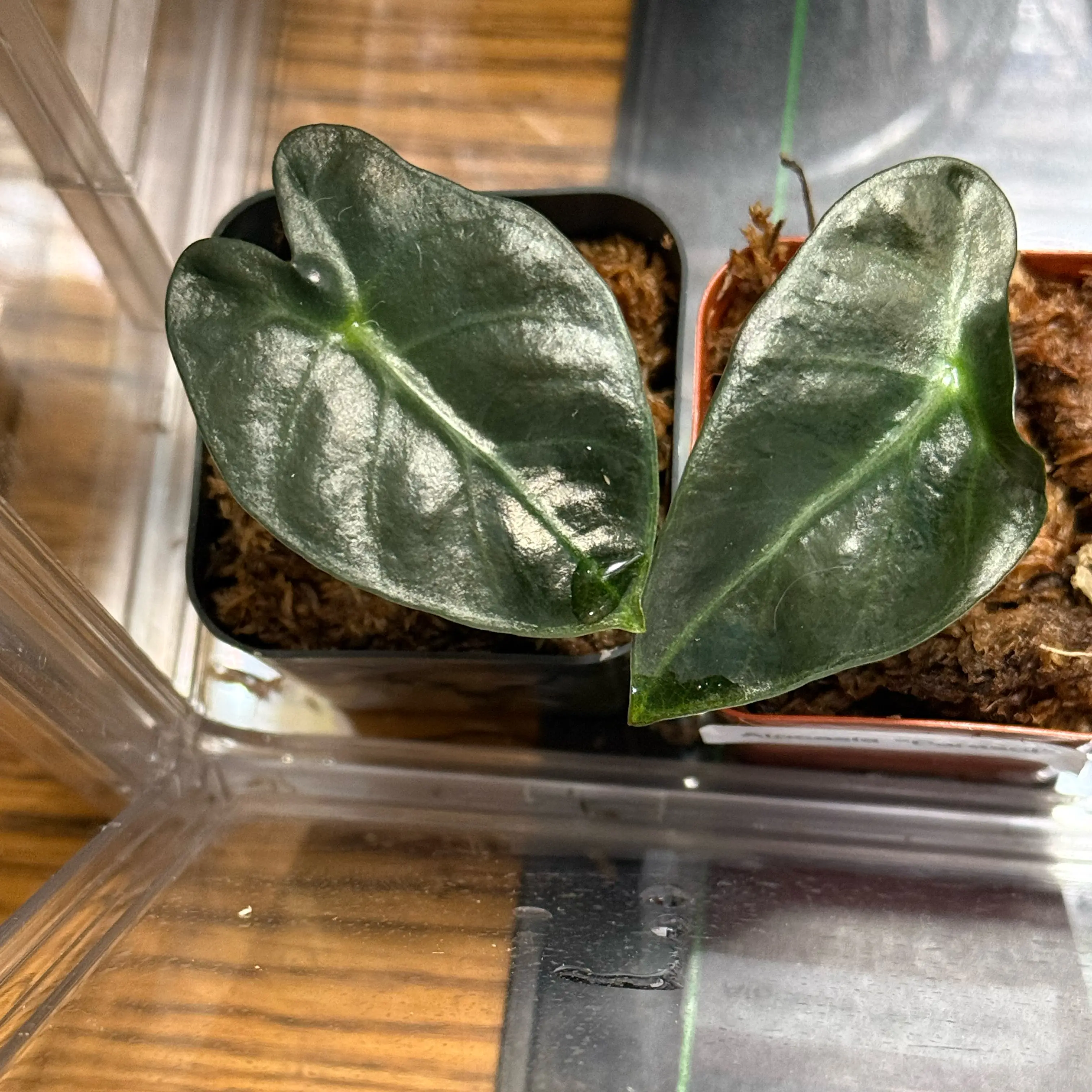 Photo of the plant species Alocasia 'Parasol' by @CoolScholartree named Kardashian on Greg, the plant care app