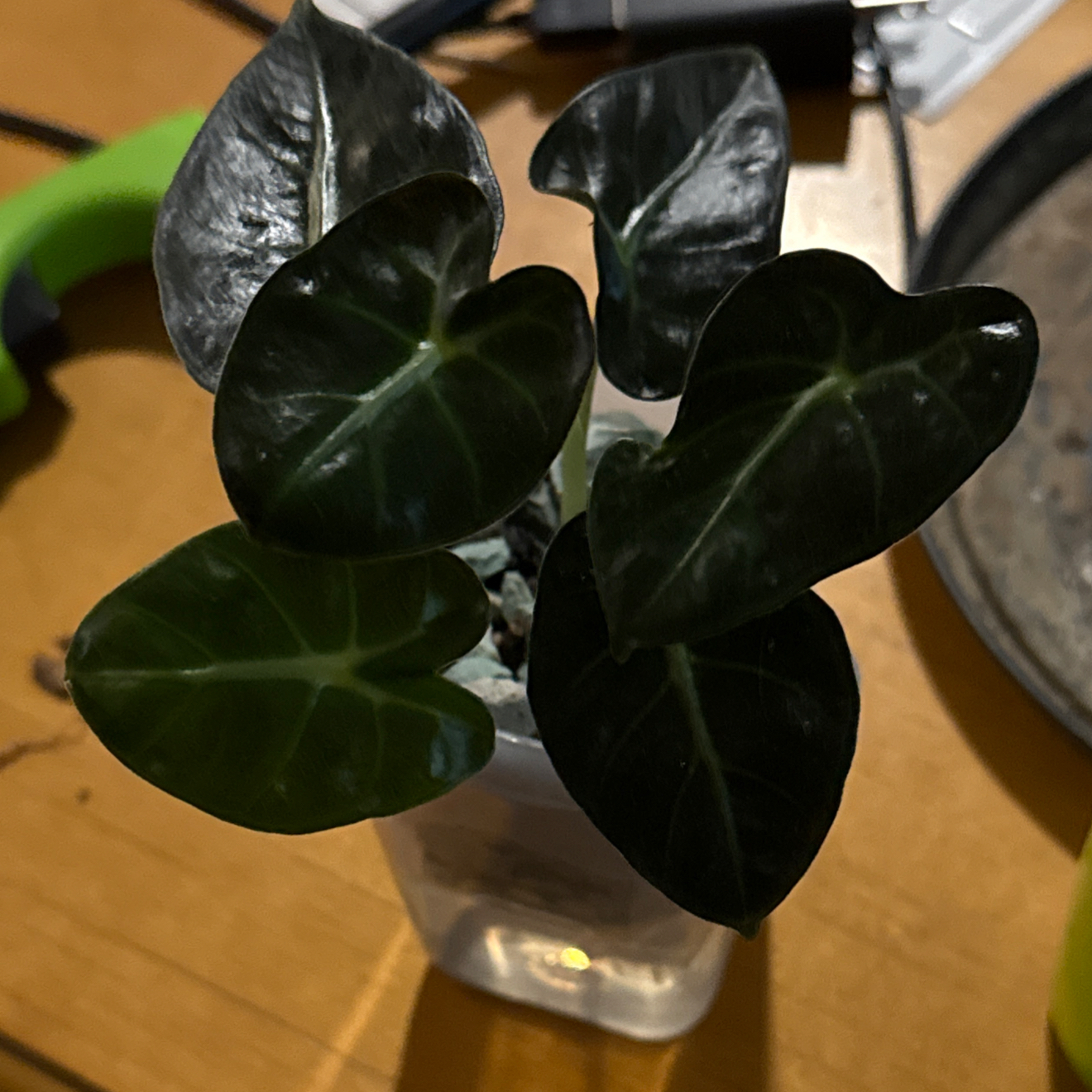 Photo of the plant species Alocasia 'Parasol' by @CoolScholartree named Kardashian on Greg, the plant care app