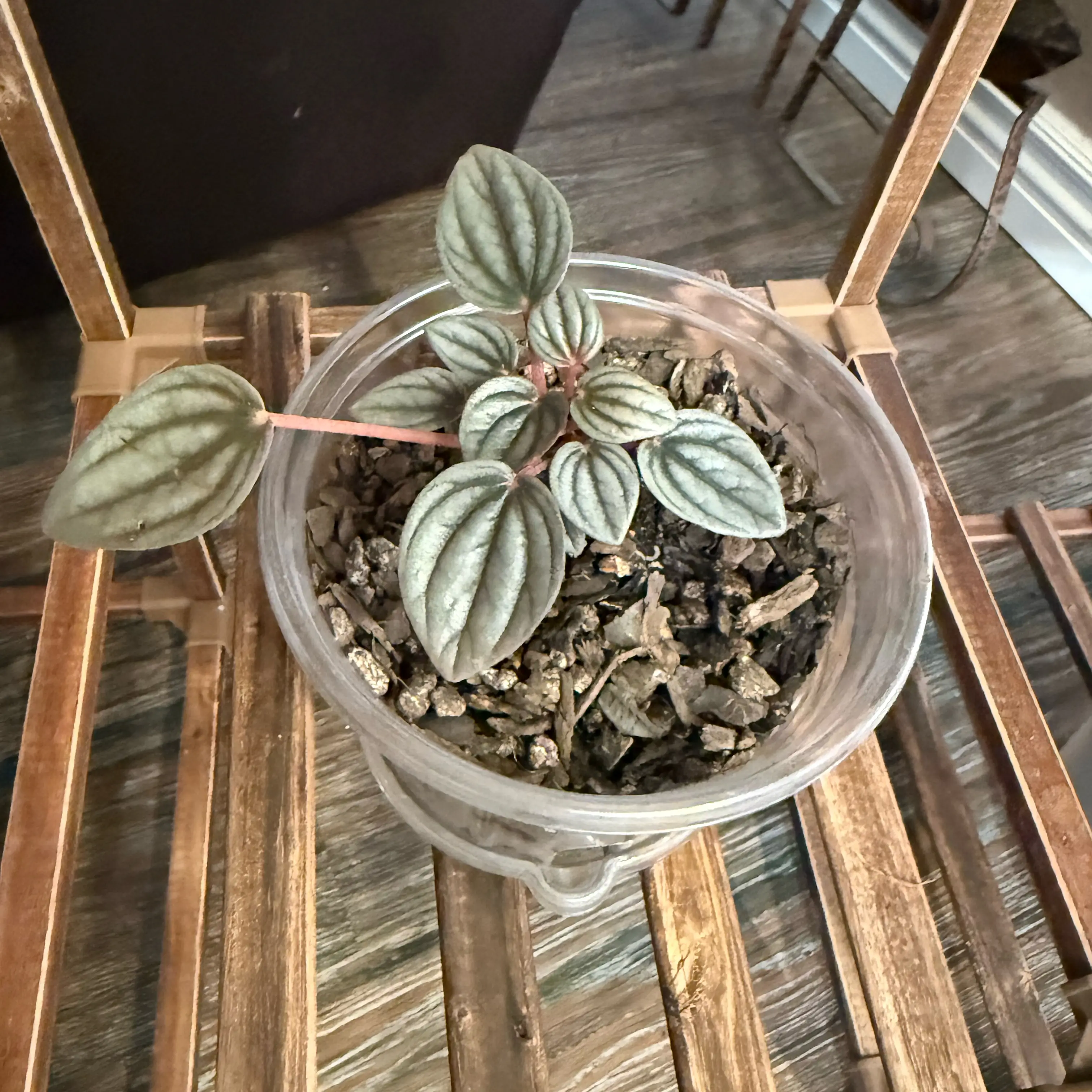 Photo of the plant species Pepperomia santorini by @CoolScholartree named Sahara on Greg, the plant care app