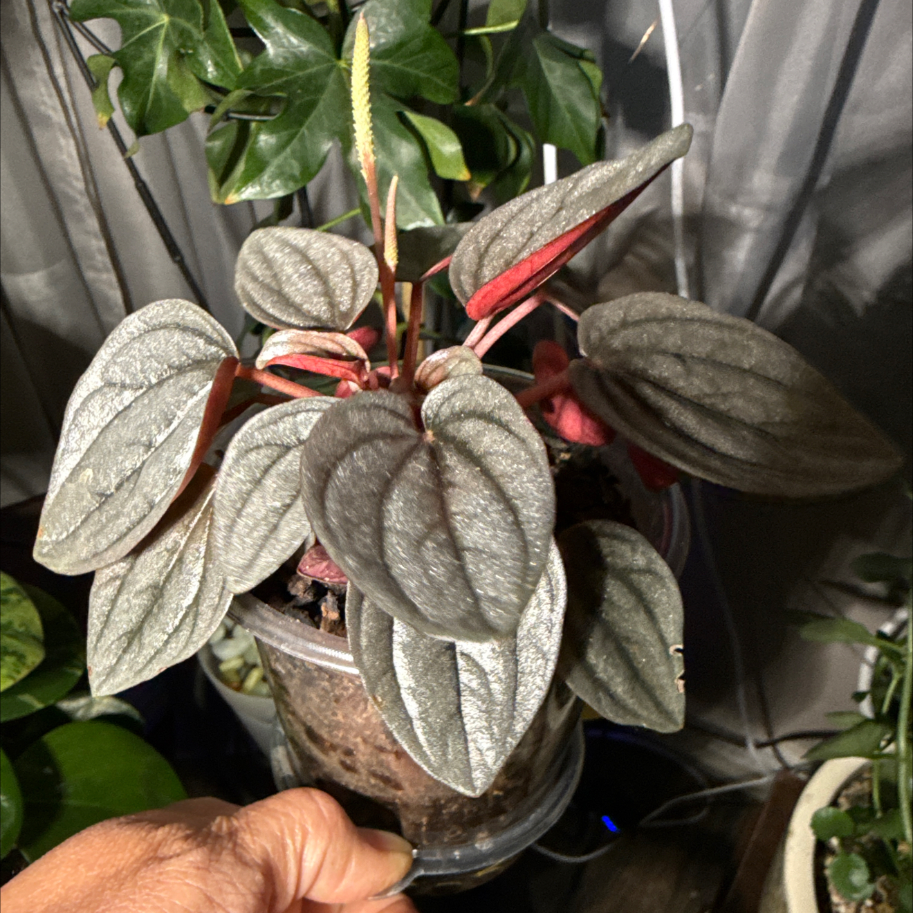 Photo of the plant species Pepperomia santorini by @CoolScholartree named Sahara on Greg, the plant care app
