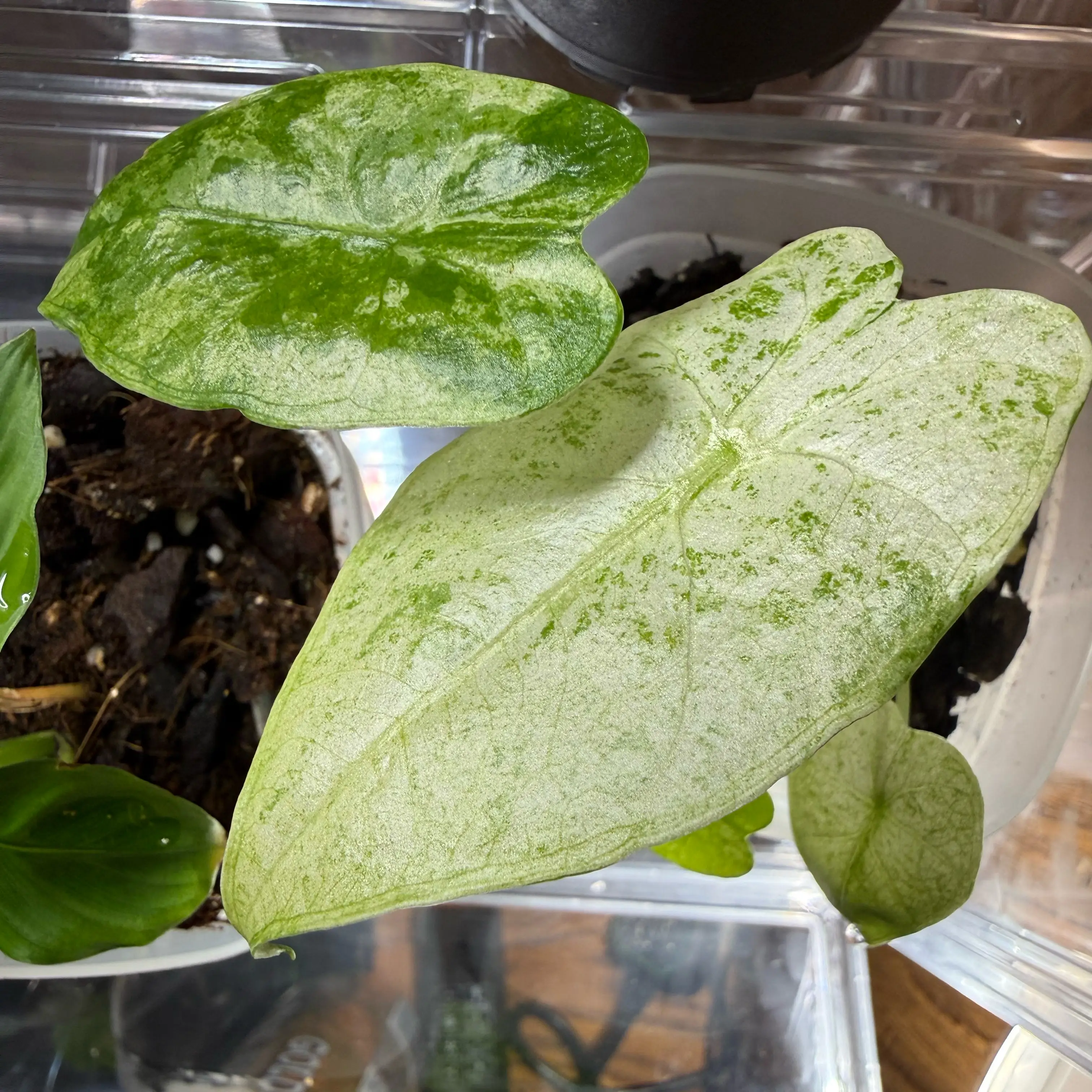 Photo of the plant species Alocasia Camoflauge by @CoolScholartree named Khaleesi on Greg, the plant care app