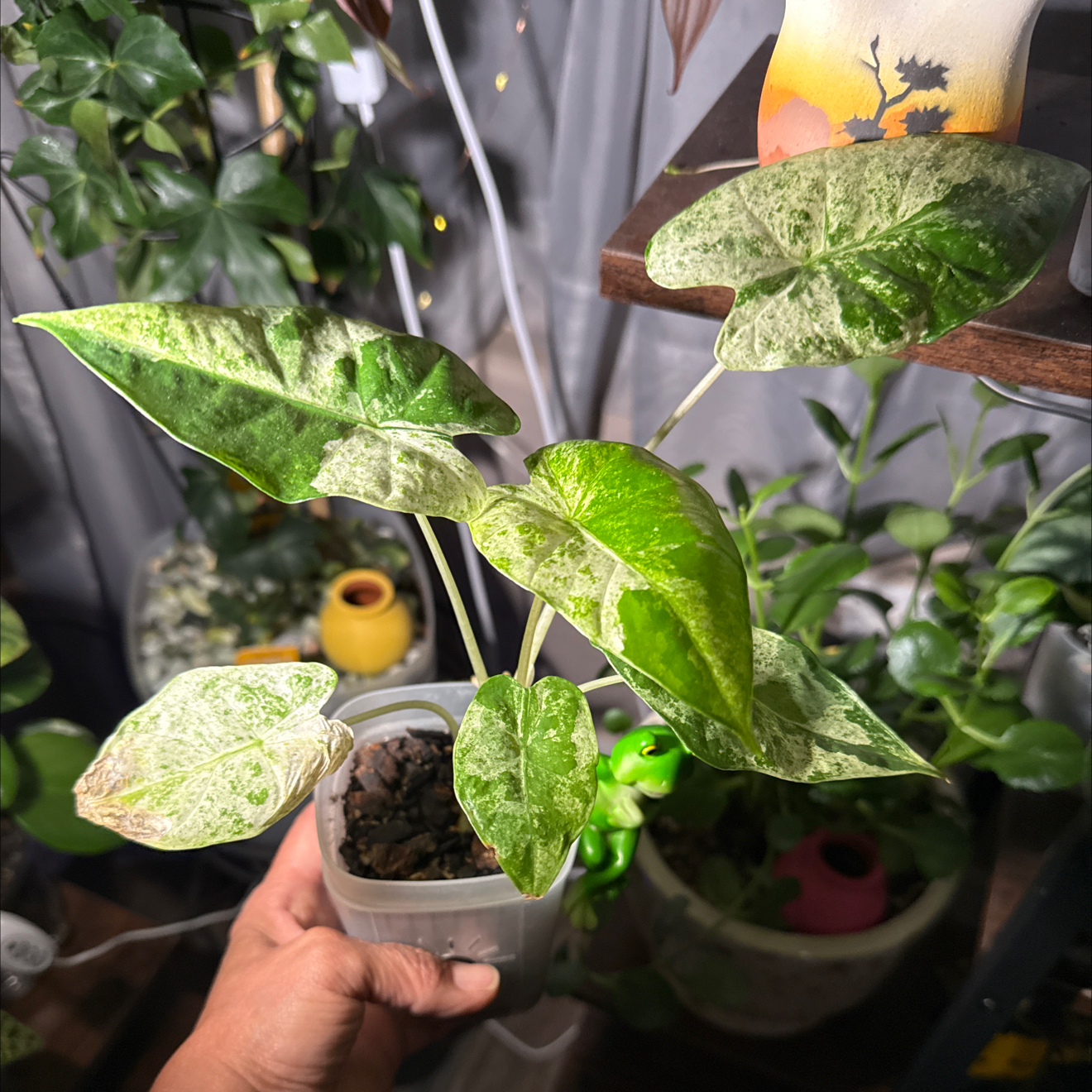 Photo of the plant species Alocasia Camoflauge by @CoolScholartree named Khaleesi on Greg, the plant care app